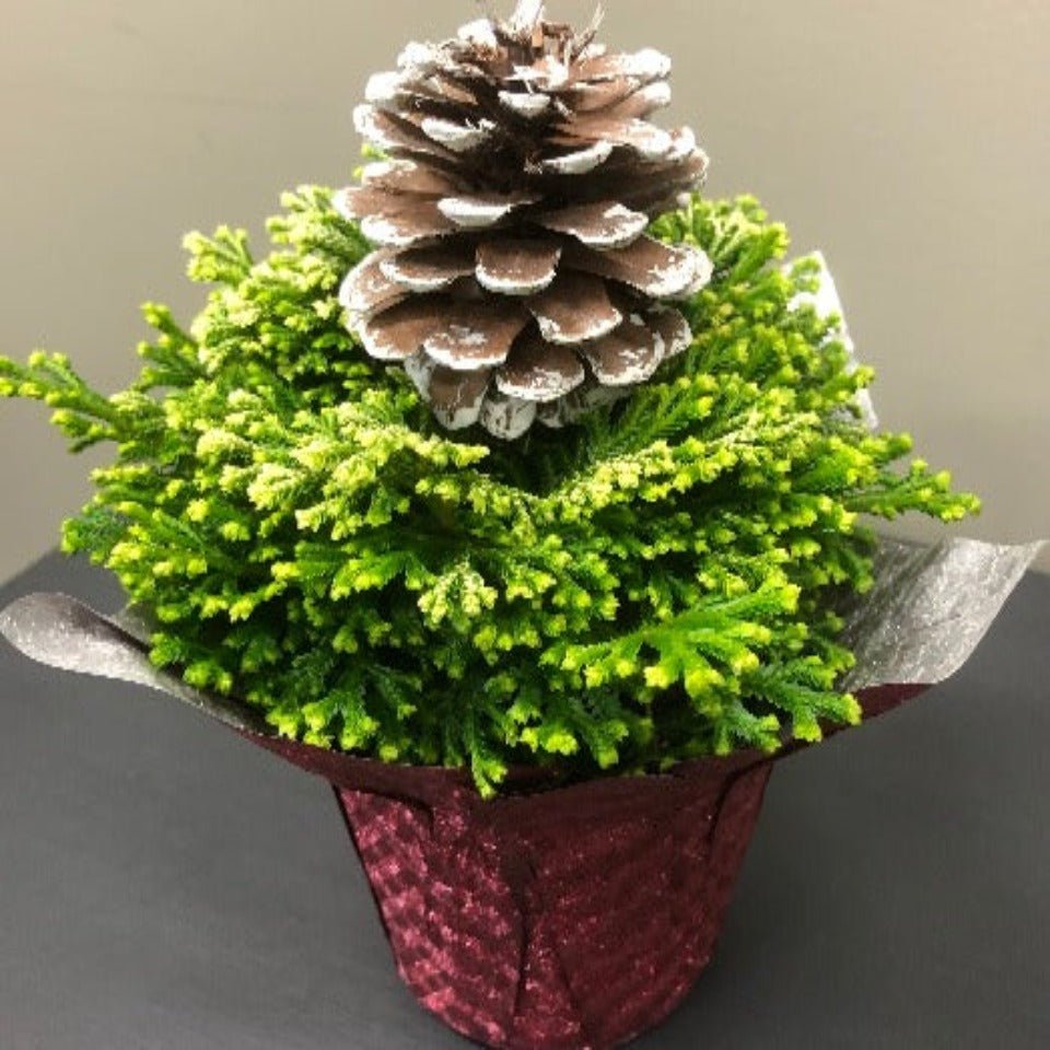 Christmas #16 - Satellite Garden Centre