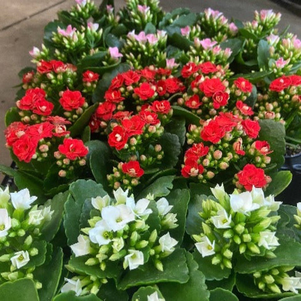 Christmas #25 - Satellite Garden Centre