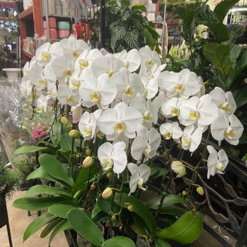 Christmas #26 - Satellite Garden Centre