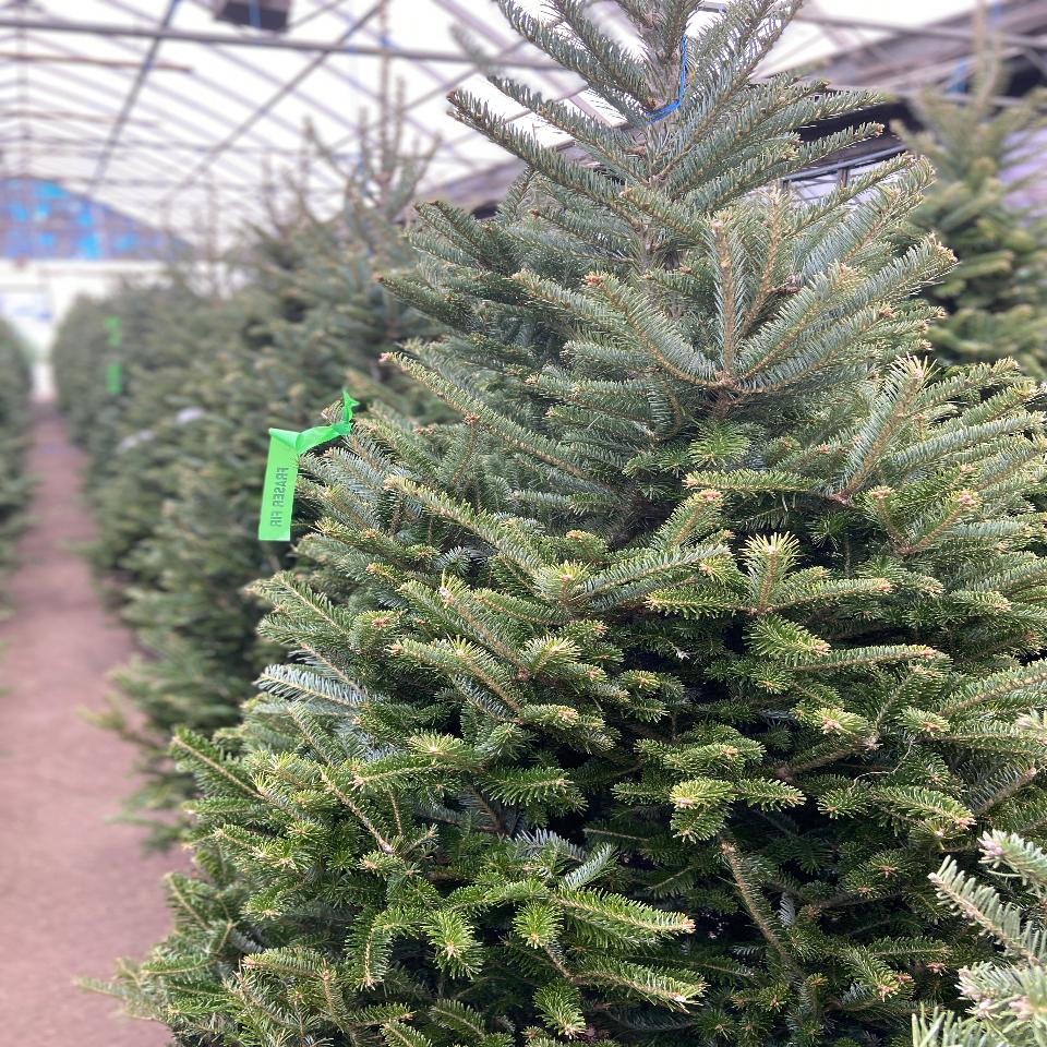 Christmas #30 - Satellite Garden Centre