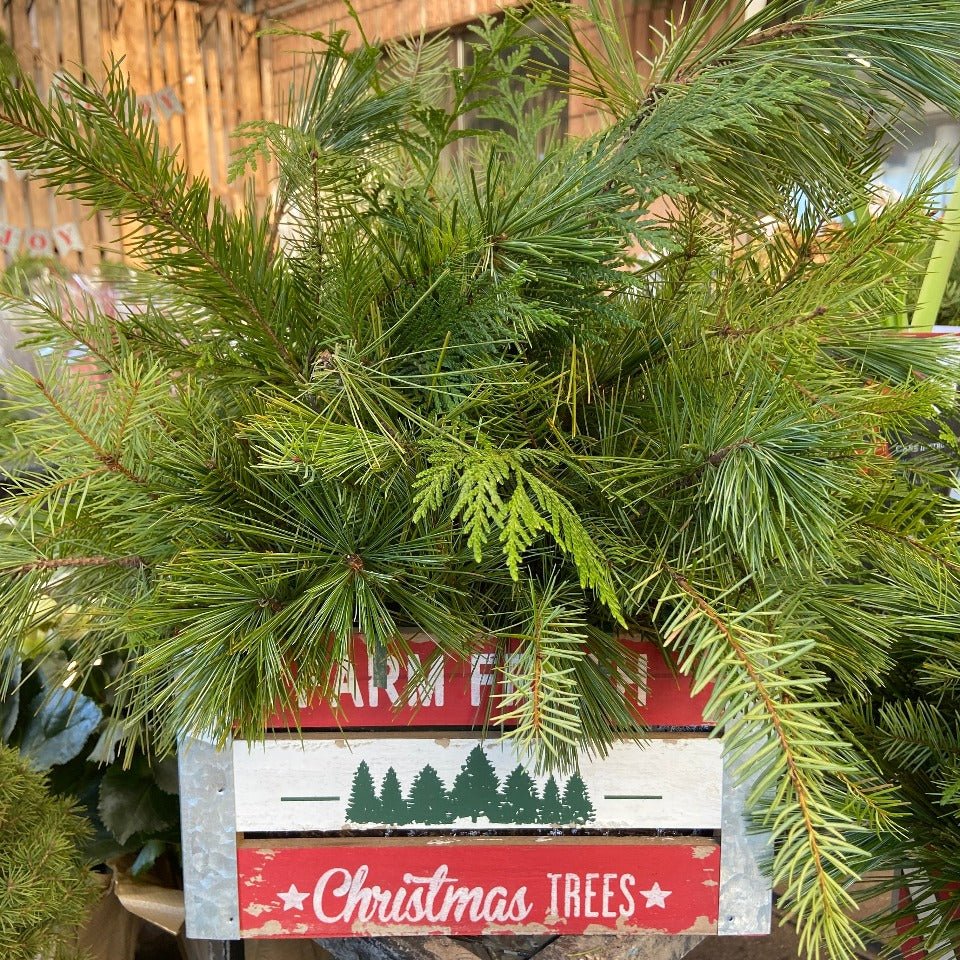 Christmas #47 - Satellite Garden Centre