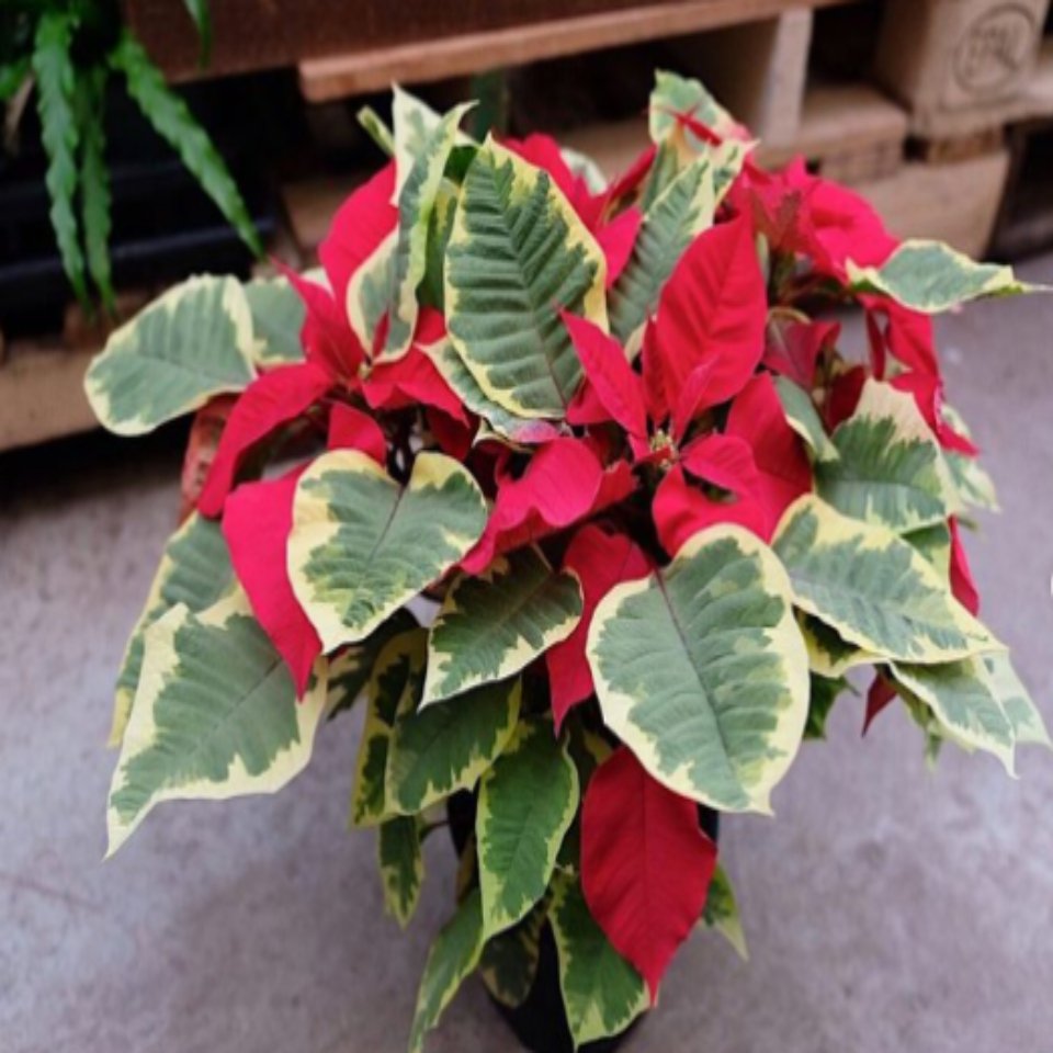 Christmas #50 - Satellite Garden Centre