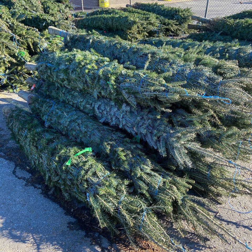 Christmas #55 - Satellite Garden Centre