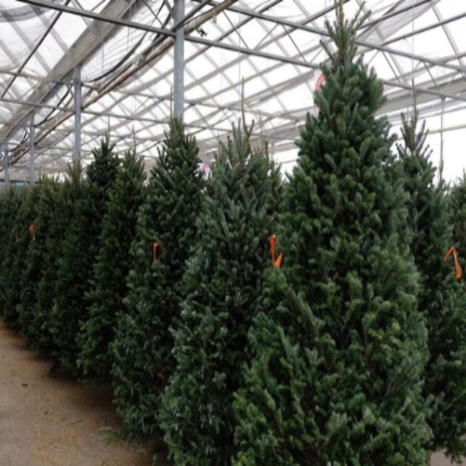 Christmas Trees - Christmas #53 - Satellite Garden Centre