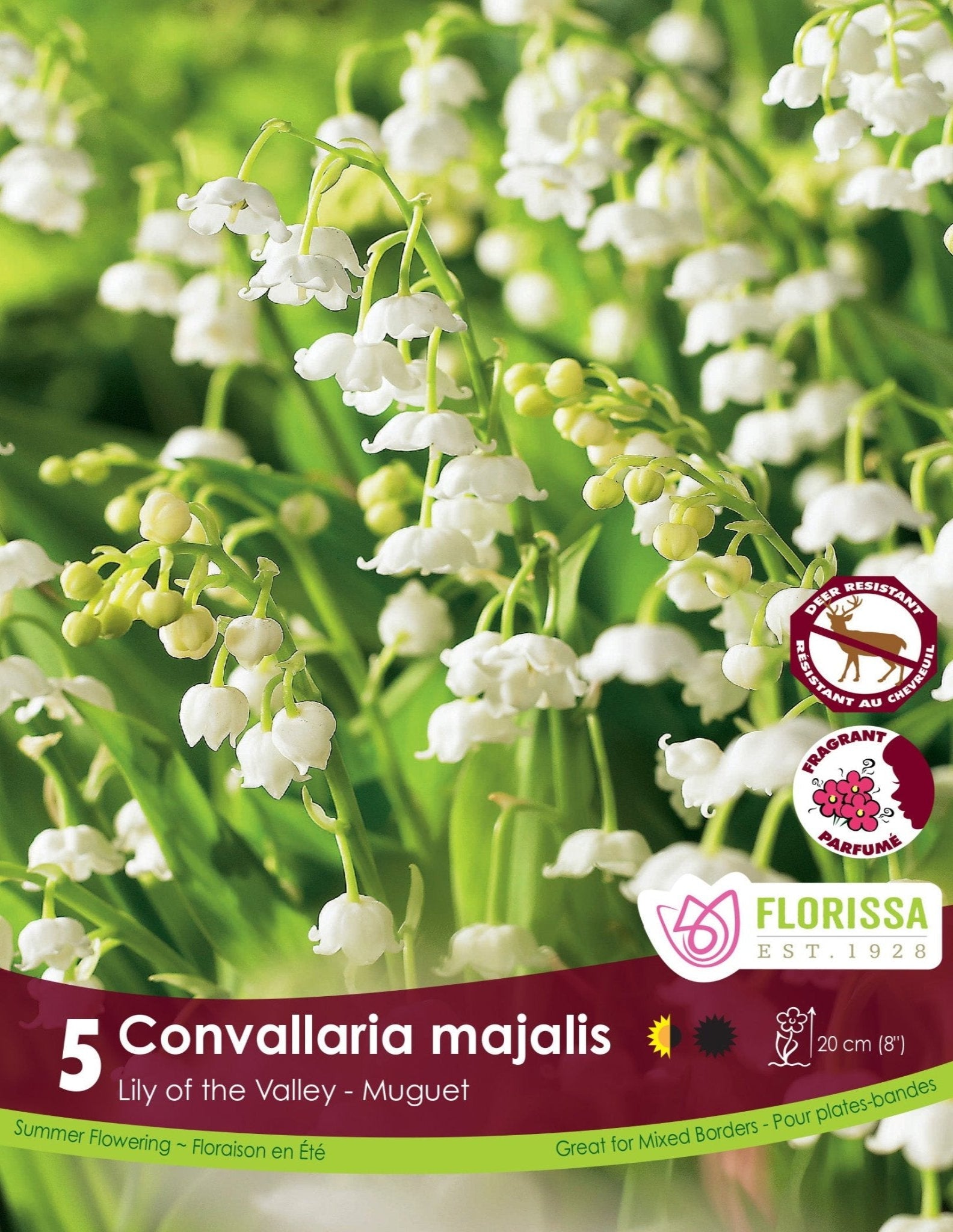 Convallaria Majalis - Satellite Garden Centre