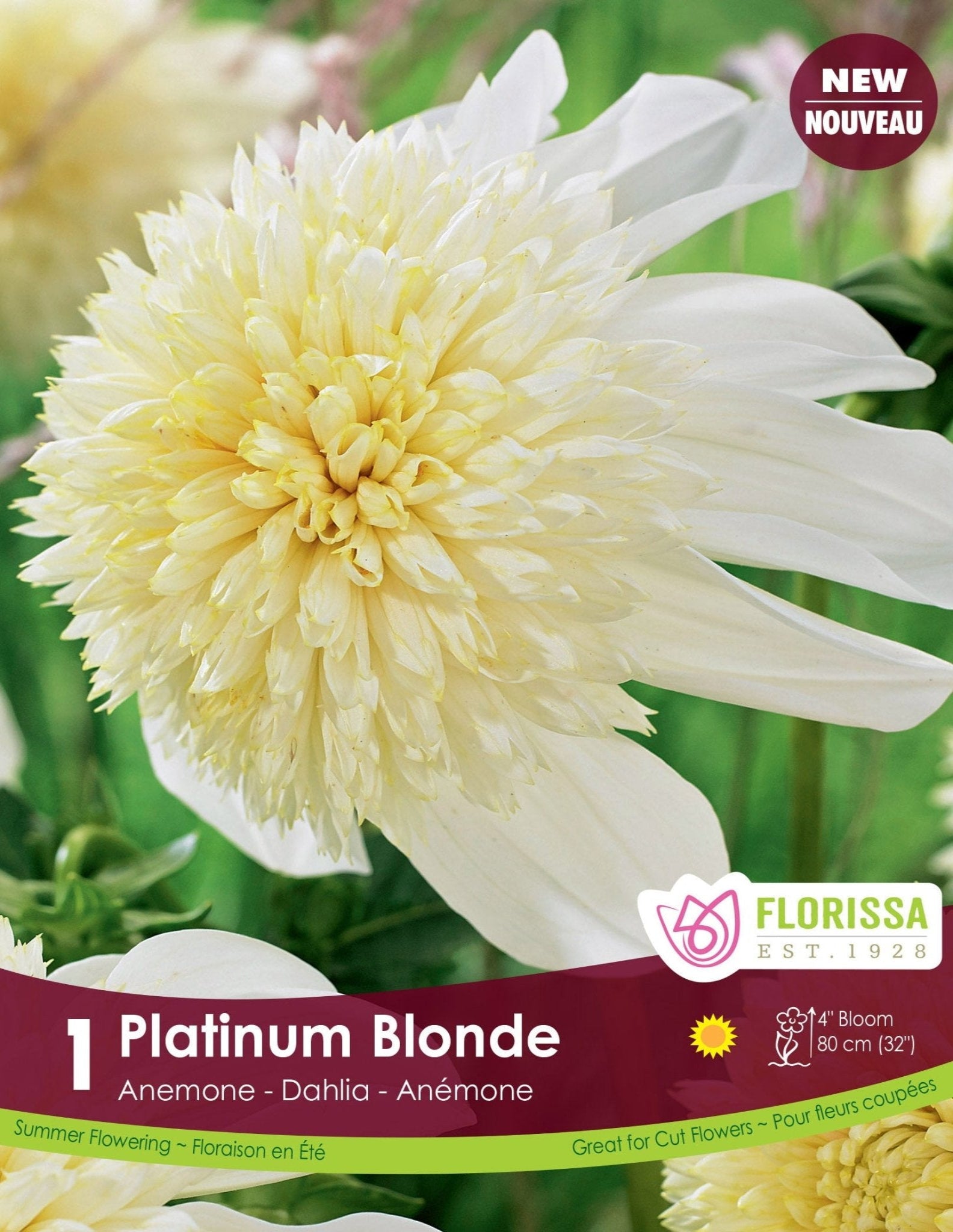 Dahlia - Anemone Platinum Blonde - Satellite Garden Centre