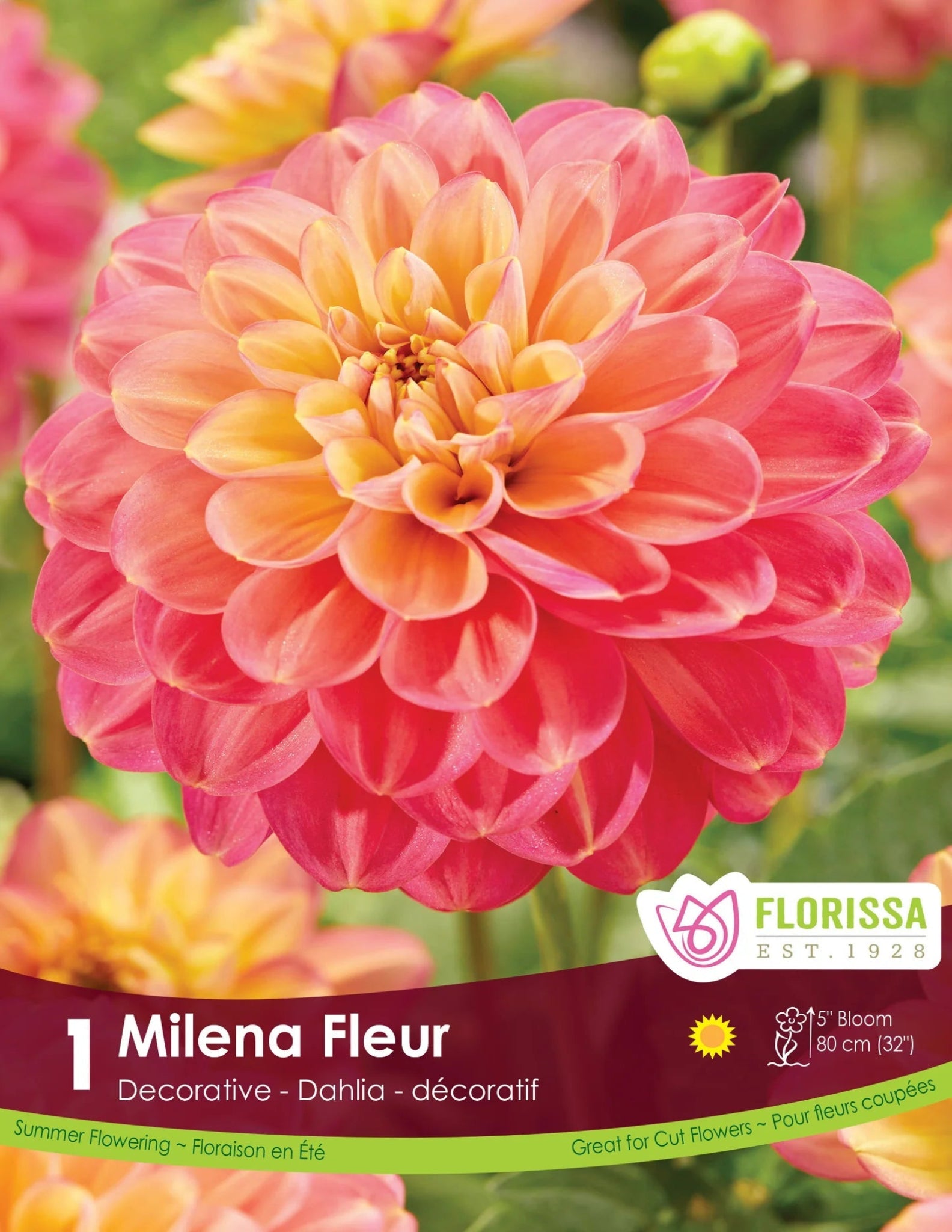 Dahlia - Milena Fleur - Satellite Garden Centre