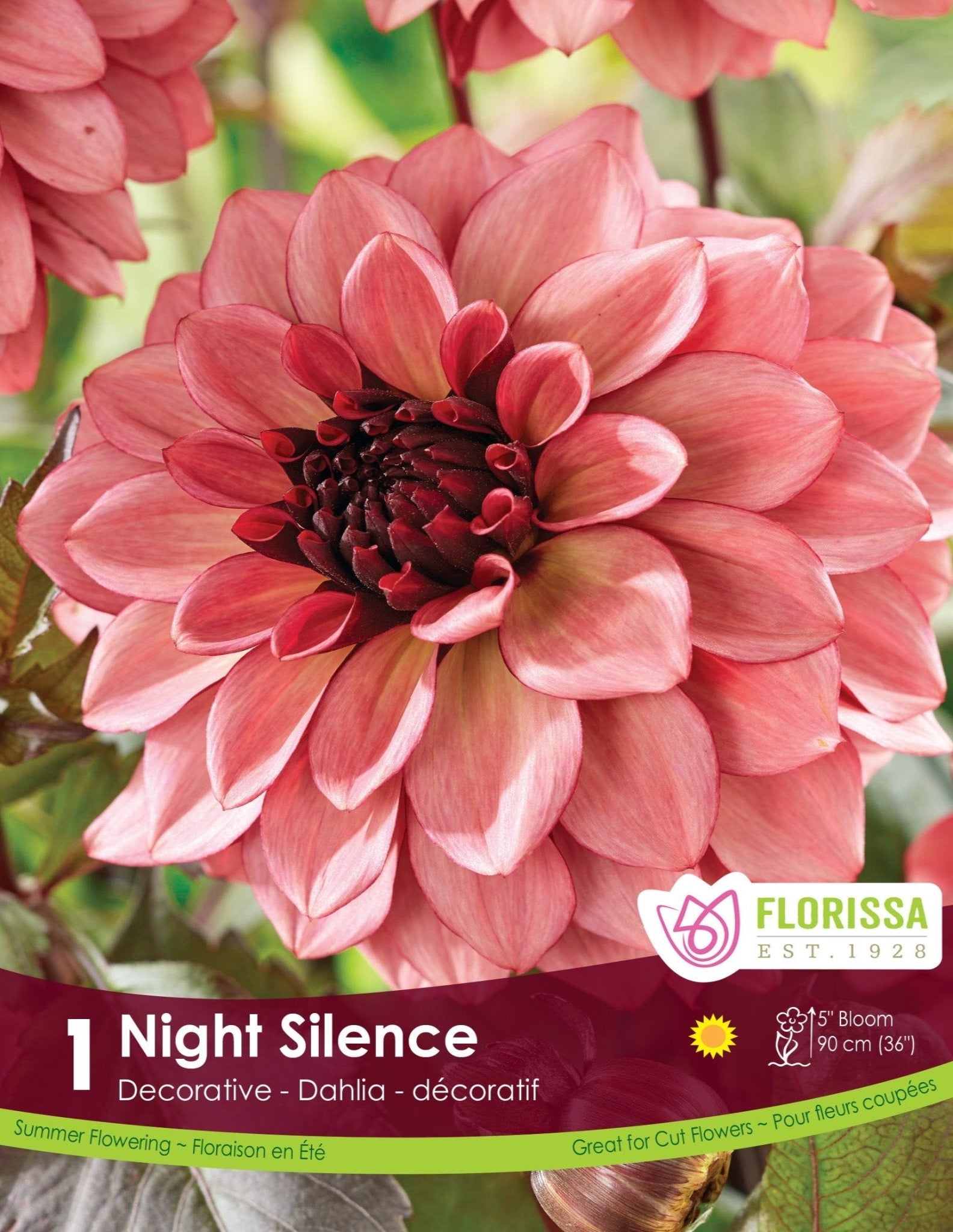 Dahlia - Night Silence - Satellite Garden Centre