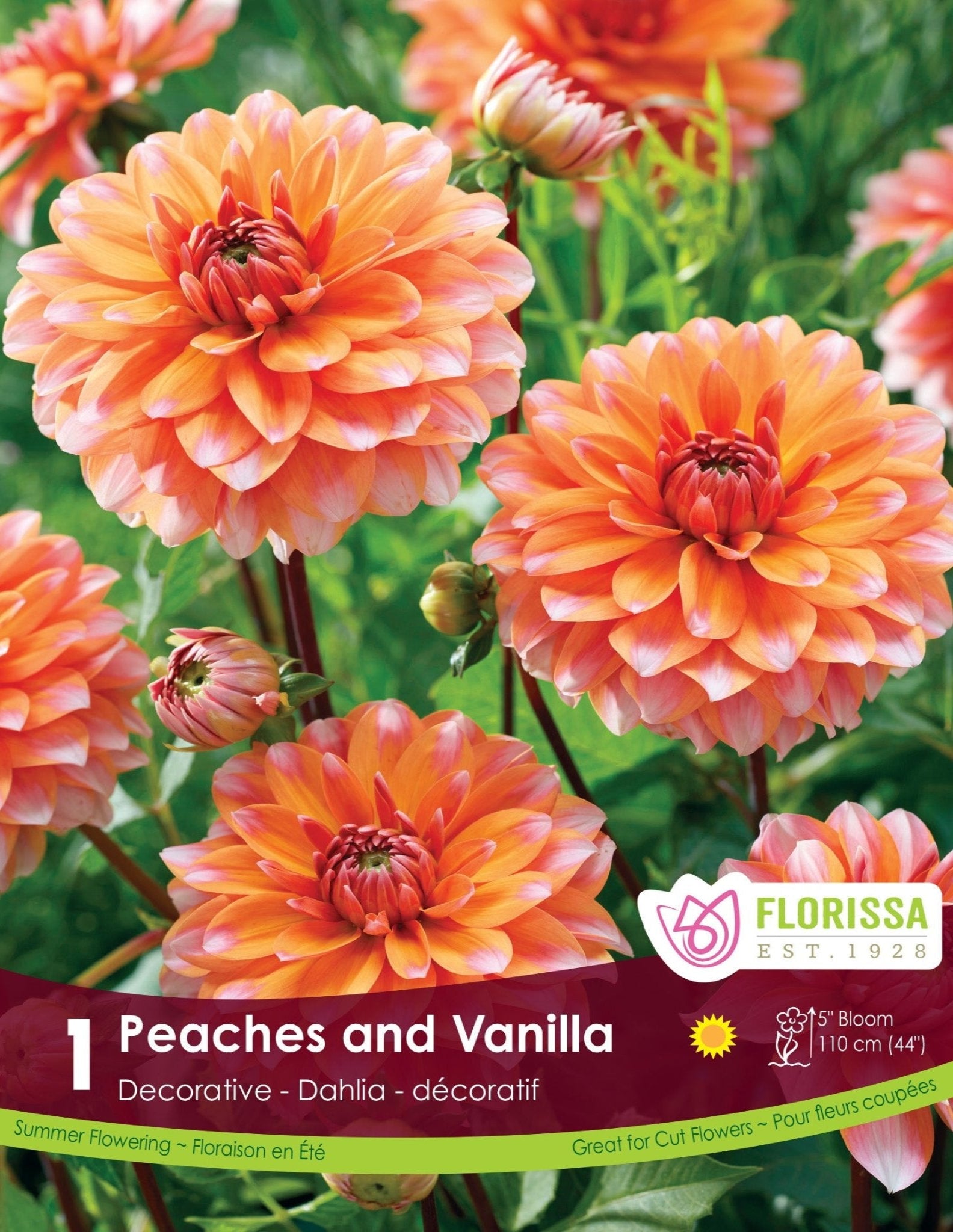 Dahlia - Peaches & Vanilla - Satellite Garden Centre