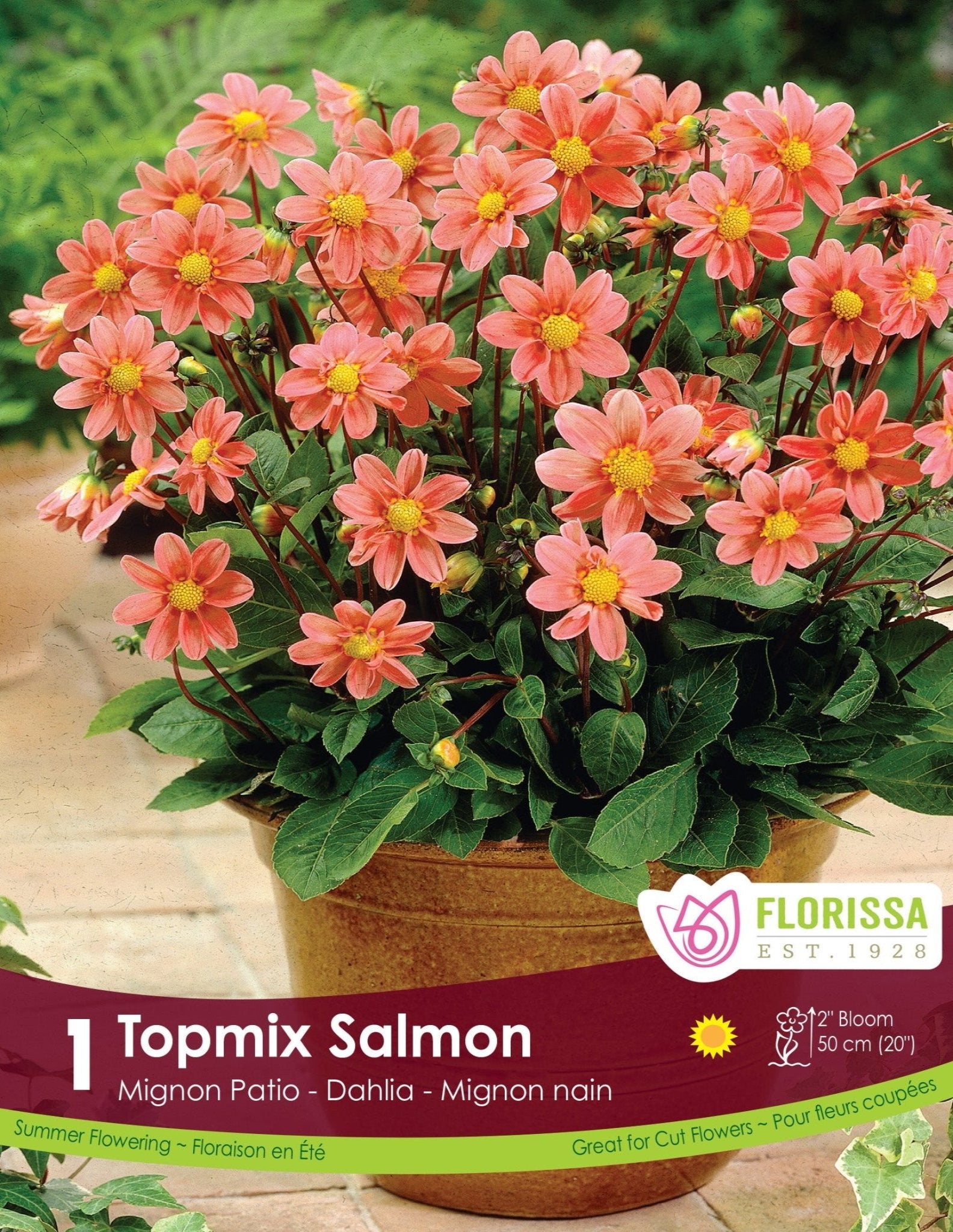 Dahlia - Topmix Salmon - Satellite Garden Centre
