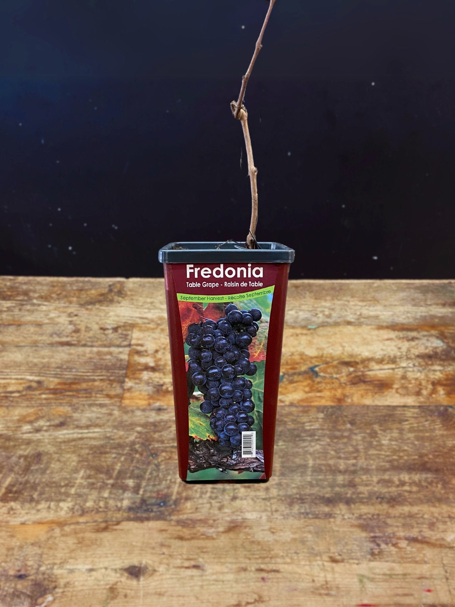 Fredonia Table Grape - Satellite Garden Centre