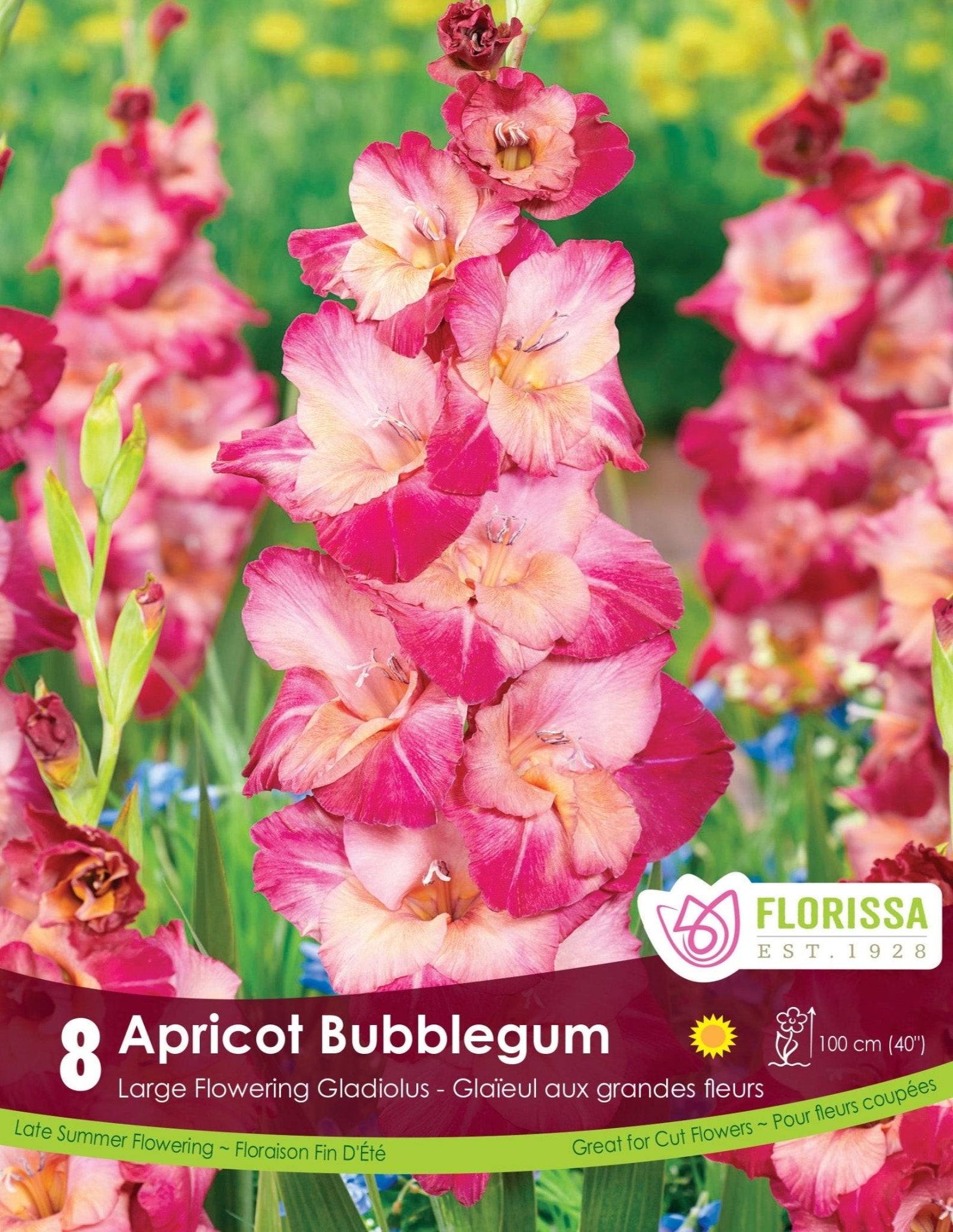Gladiolus - Apricot Bubble Gum - Satellite Garden Centre
