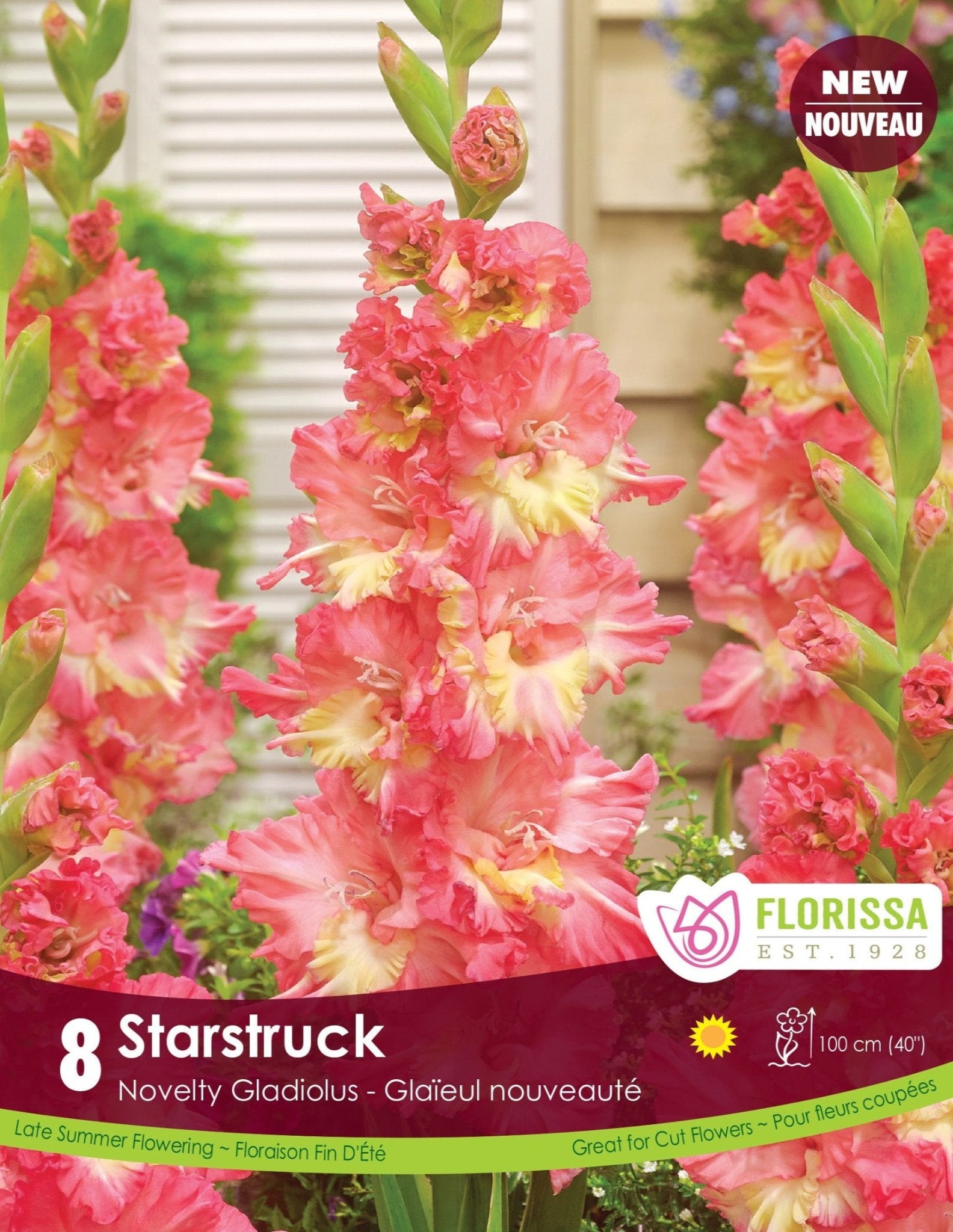 Gladiolus - Starstruck - Satellite Garden Centre