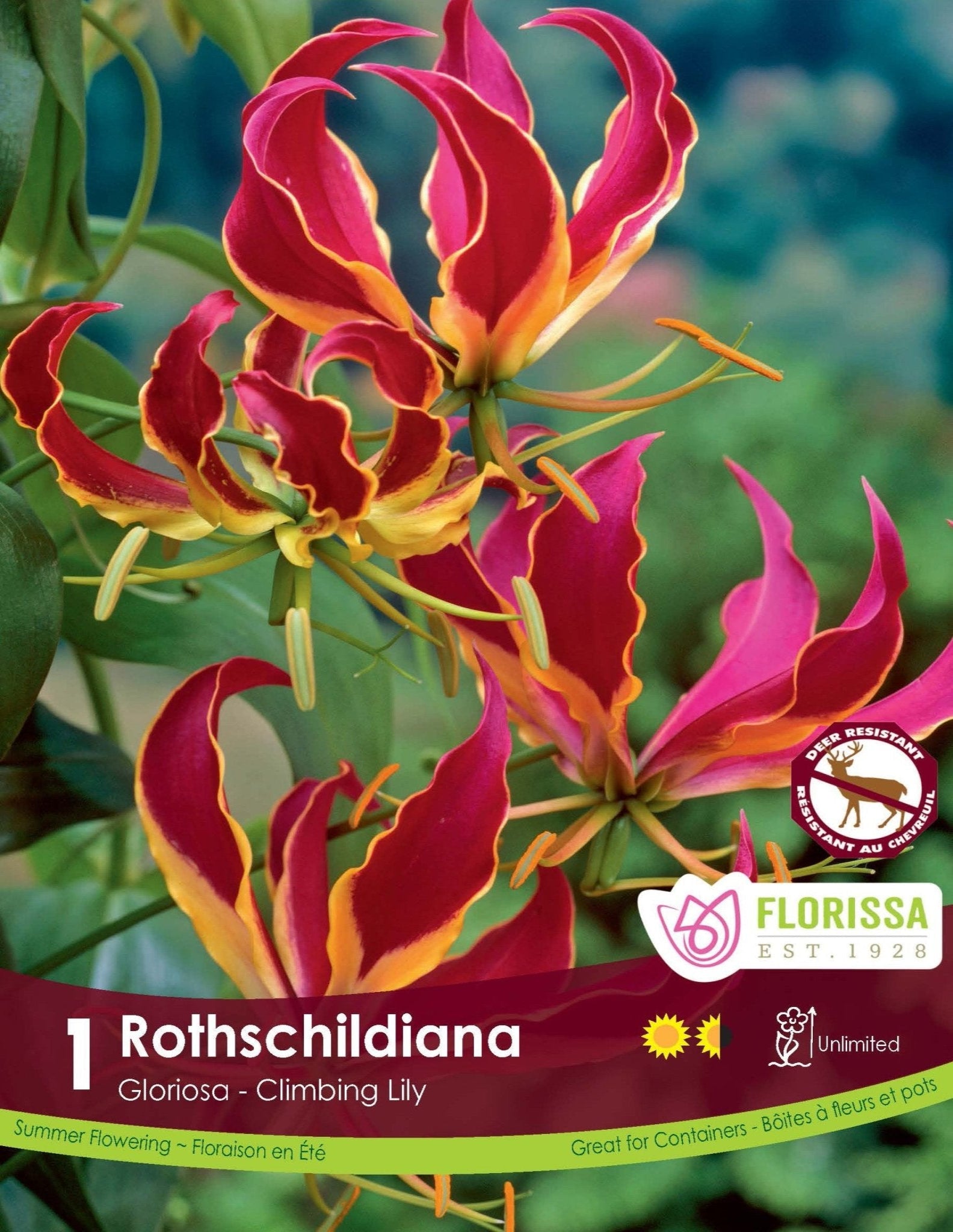 Gloriosa Rothschildiana - Satellite Garden Centre