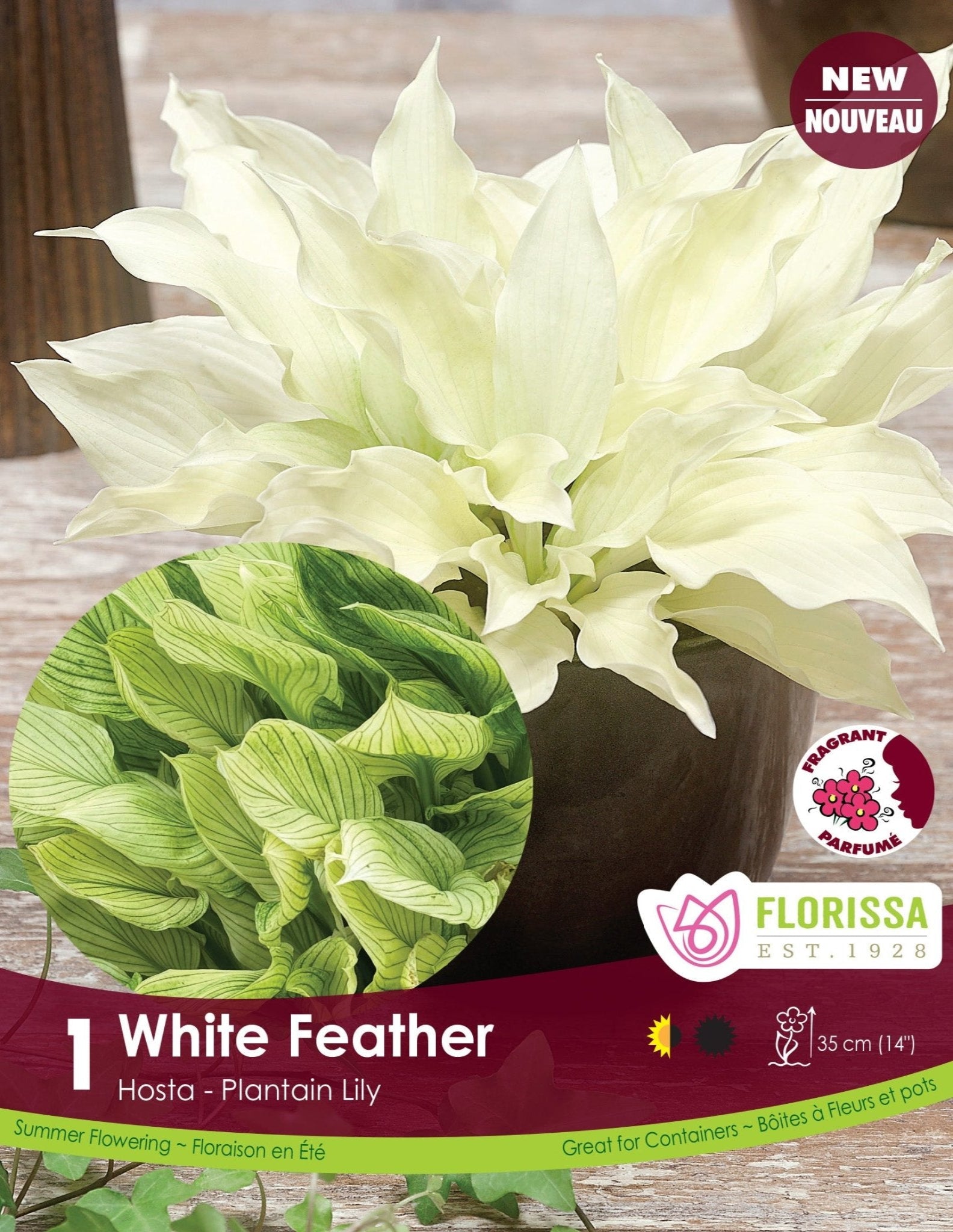 Hosta - White Feather - Satellite Garden Centre