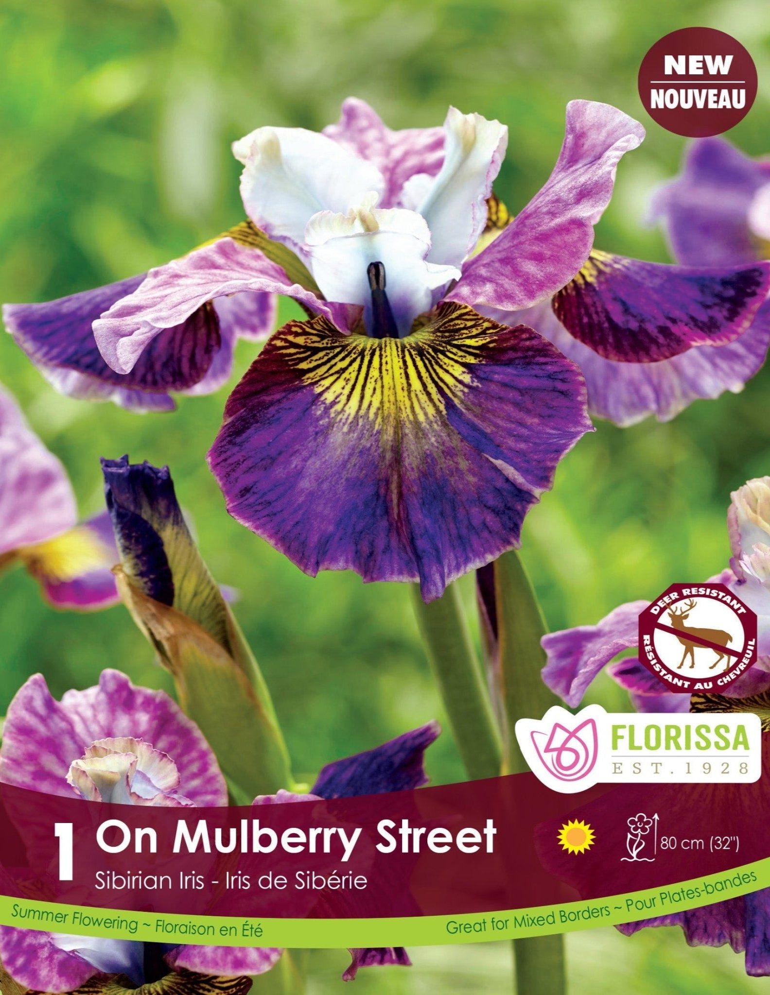 Iris sibirica 'On Mulberry Street' - Satellite Garden Centre