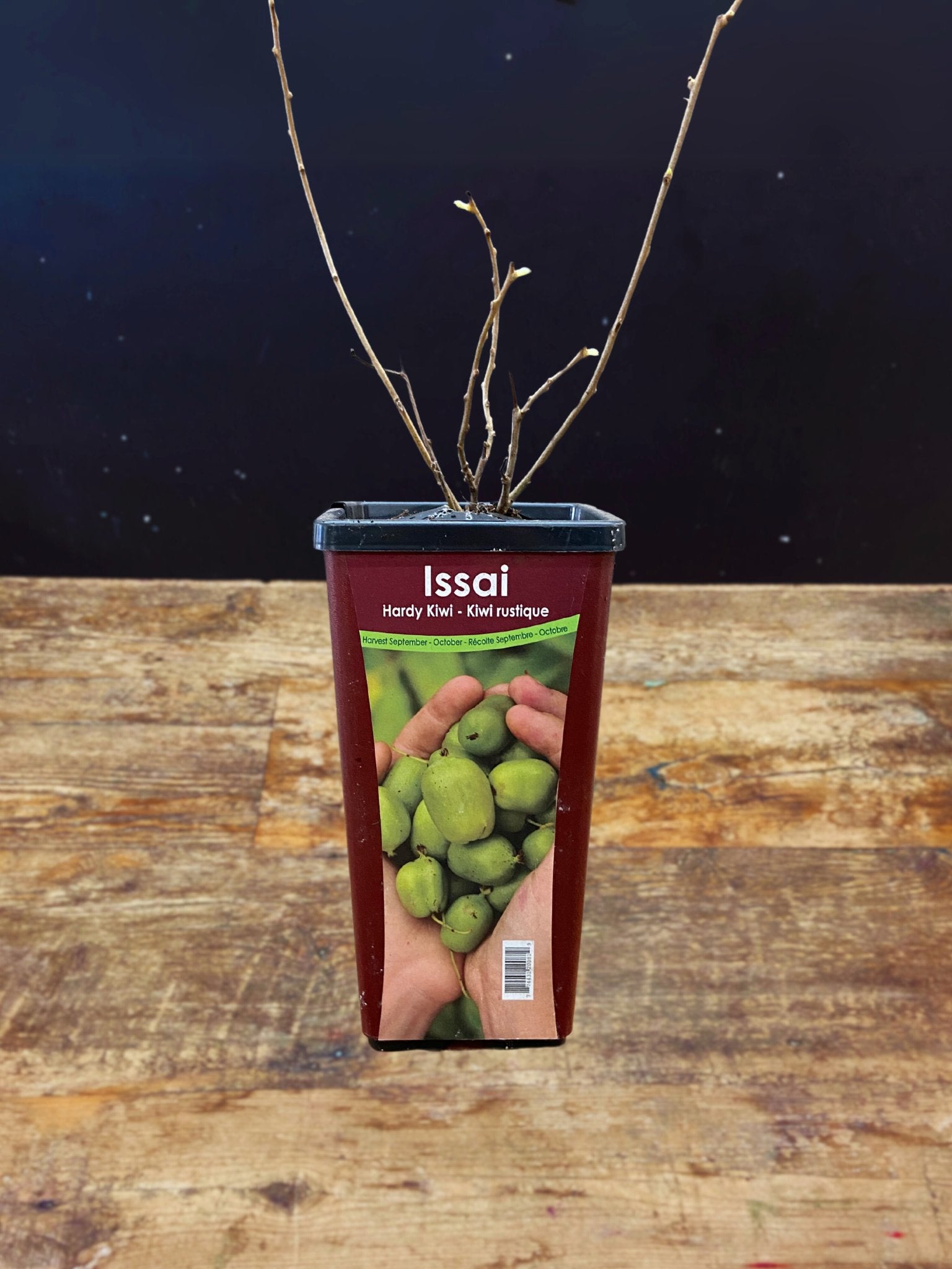 Issai Hardy Kiwi - Satellite Garden Centre