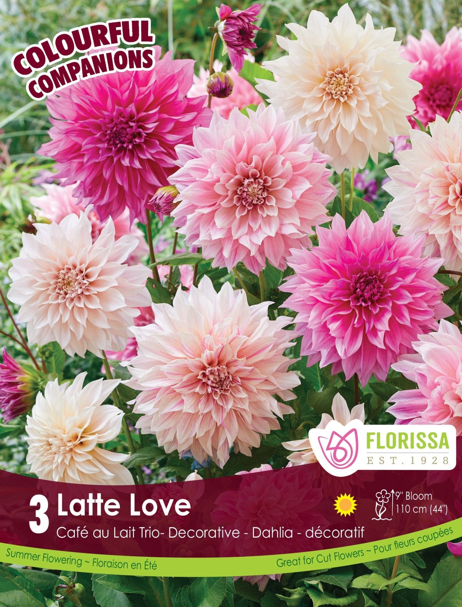 Latte Love - Satellite Garden Centre
