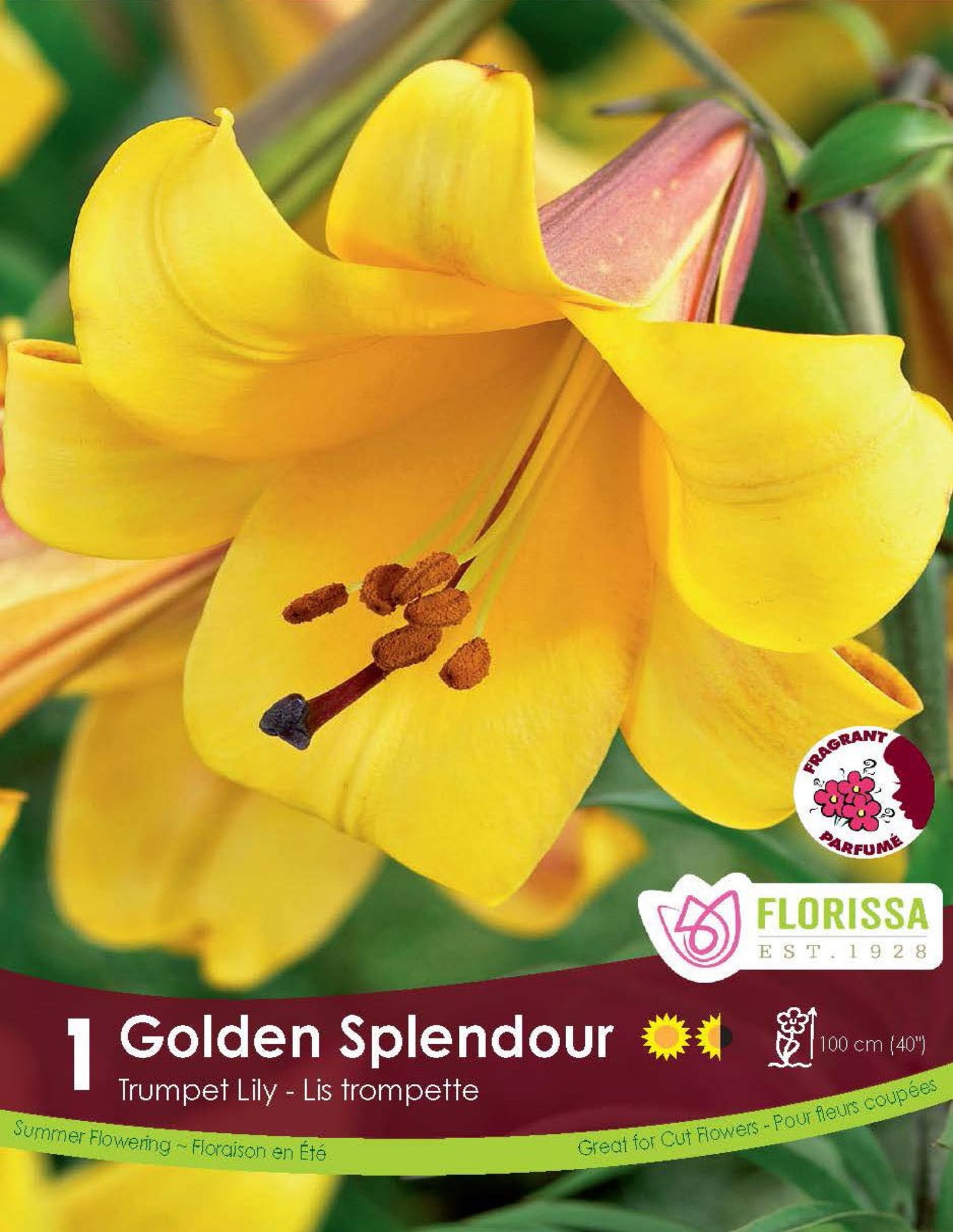 Lily - Trumpet Golden Splendour - Satellite Garden Centre