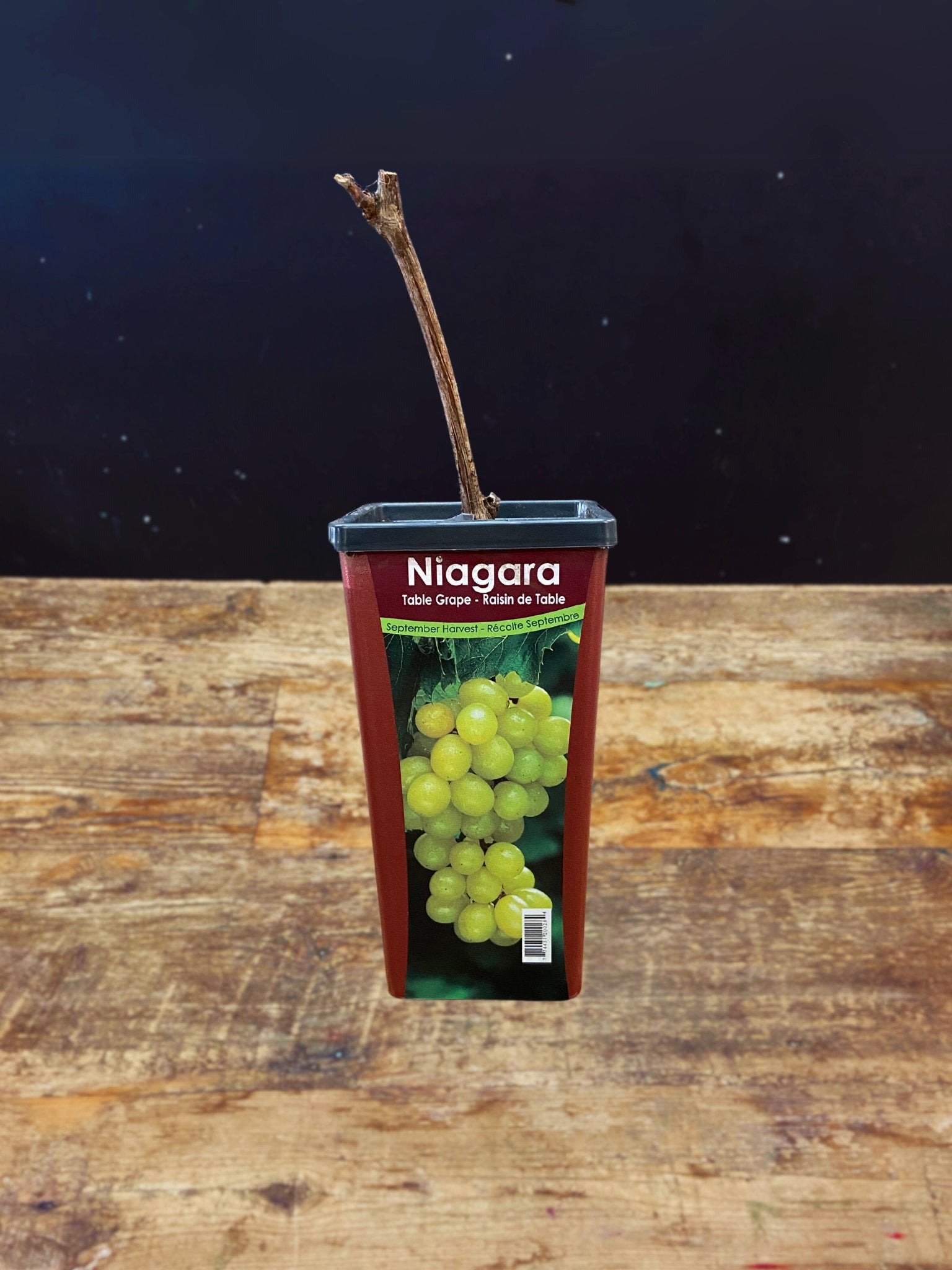 Niagara Table Grape - Satellite Garden Centre