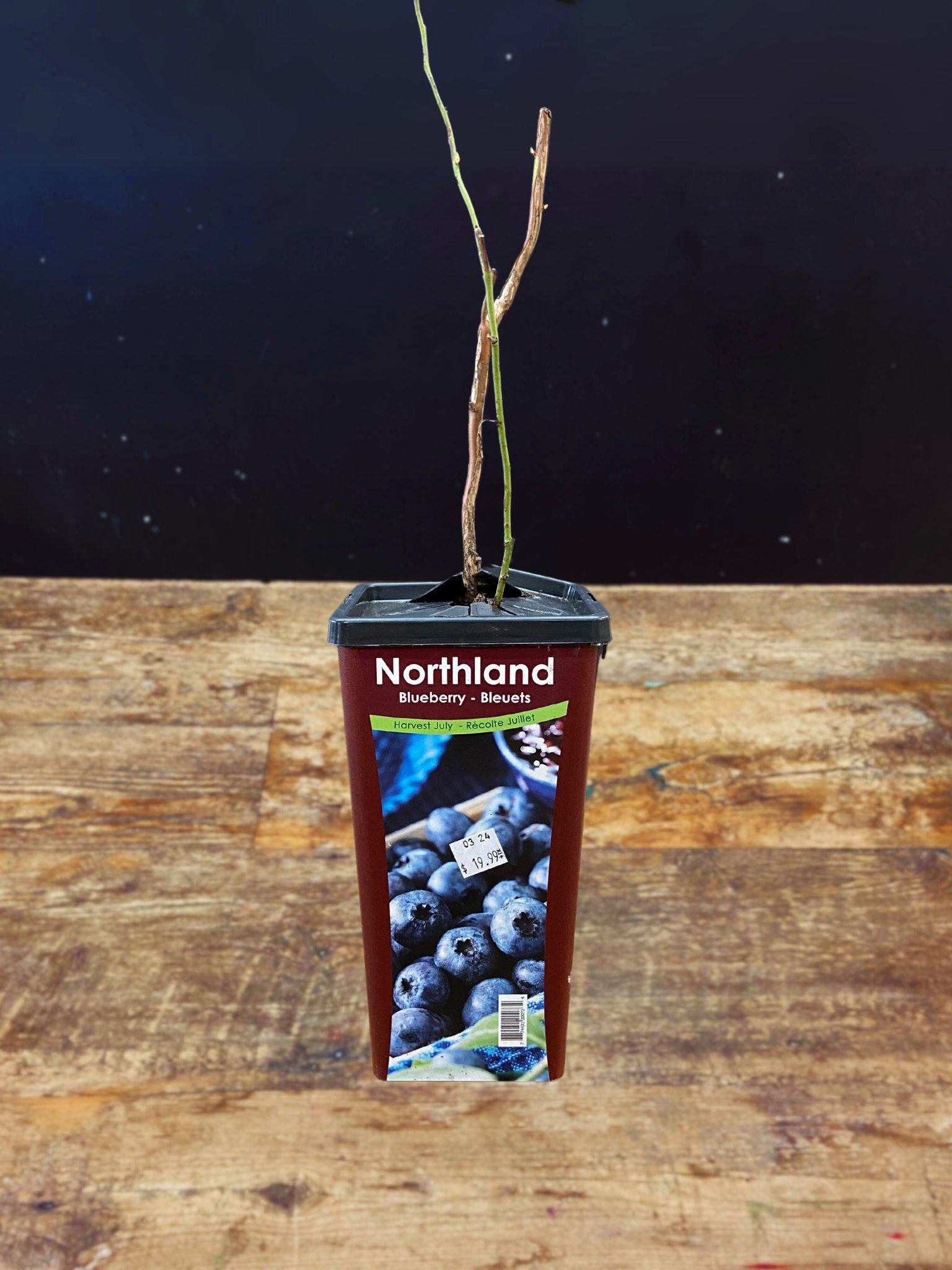 Northland Blueberry - Satellite Garden Centre