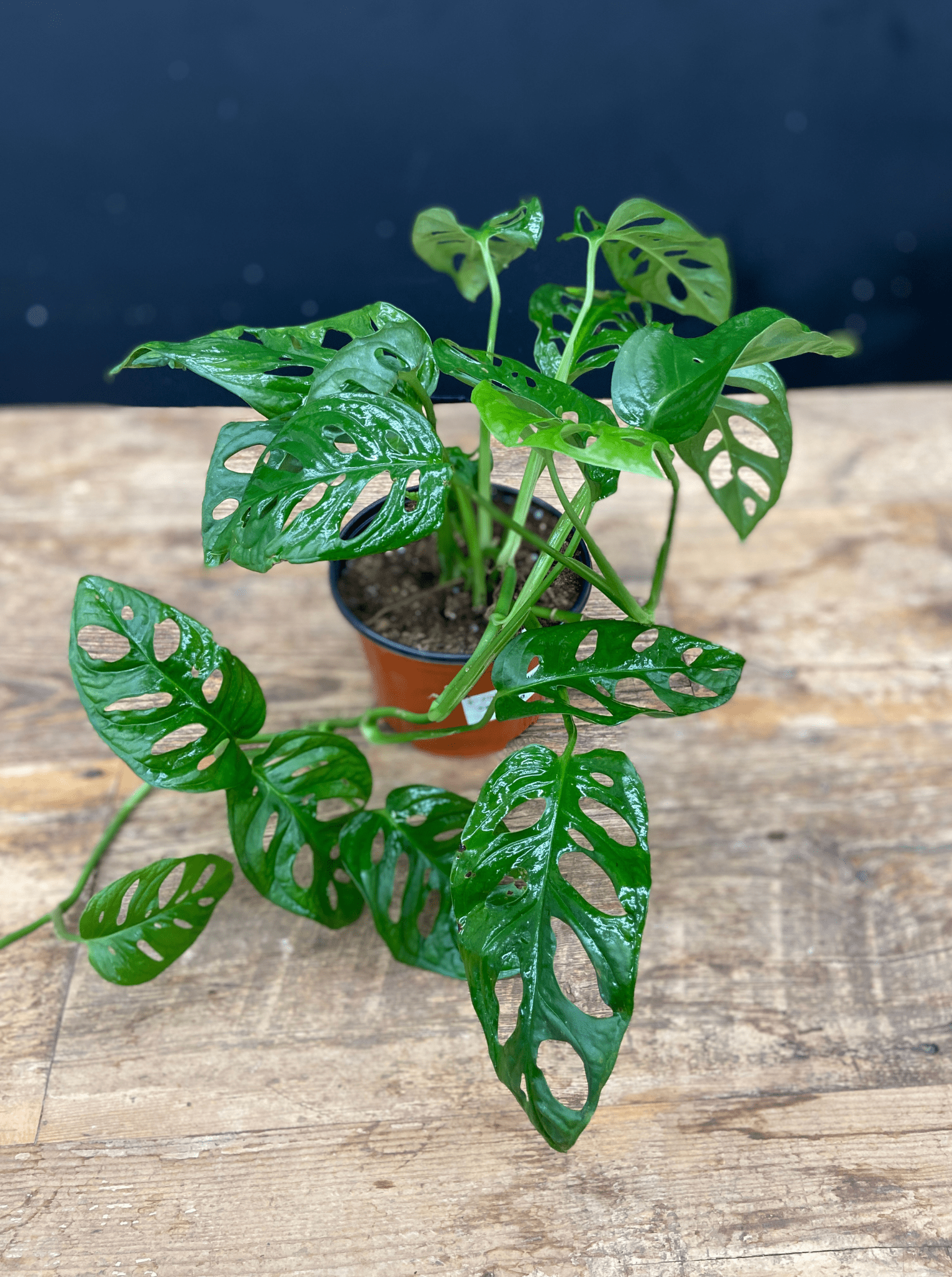 Philodendron Swiss Cheese 6" - Satellite Garden Centre