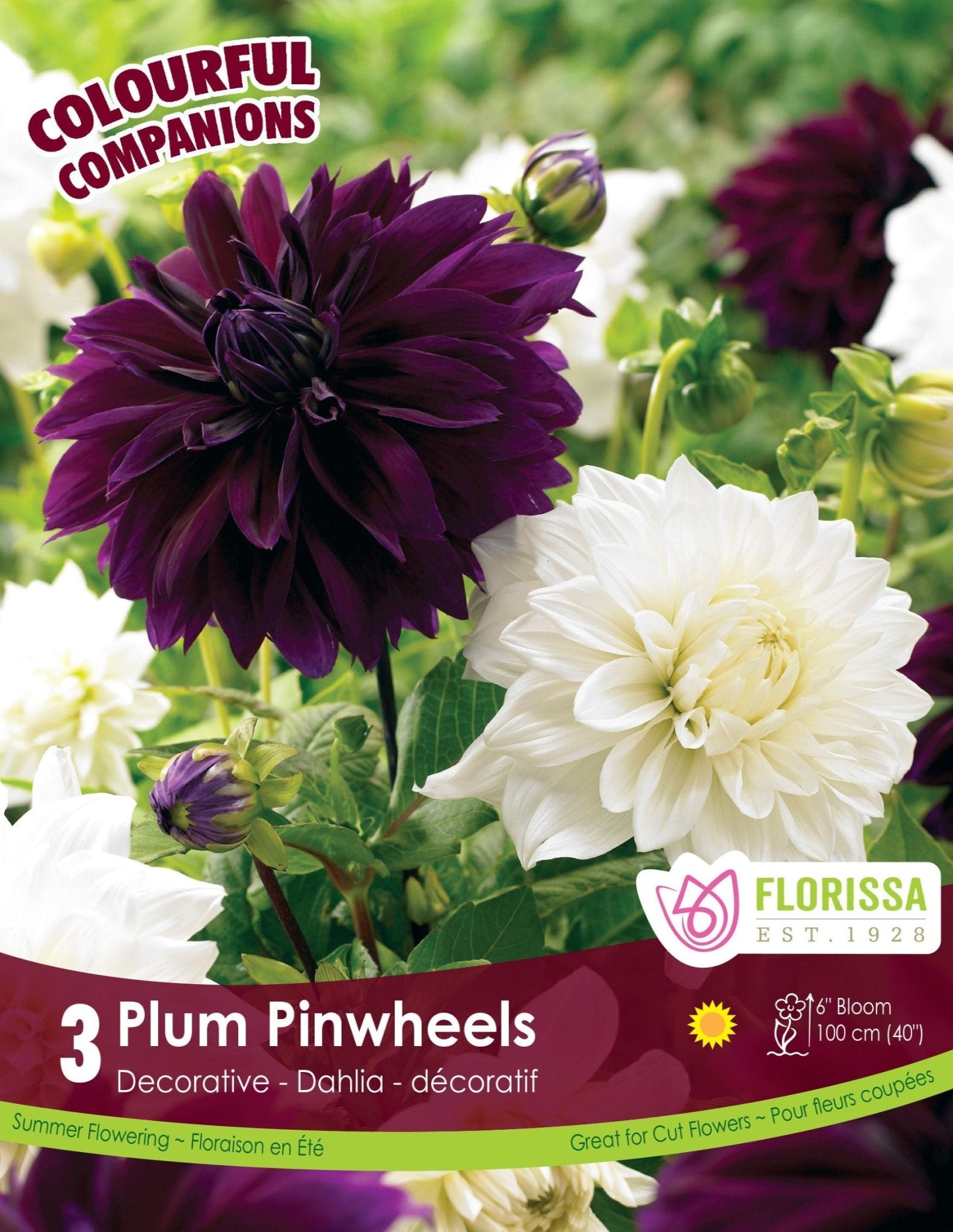 Plum Pinwheels - Satellite Garden Centre