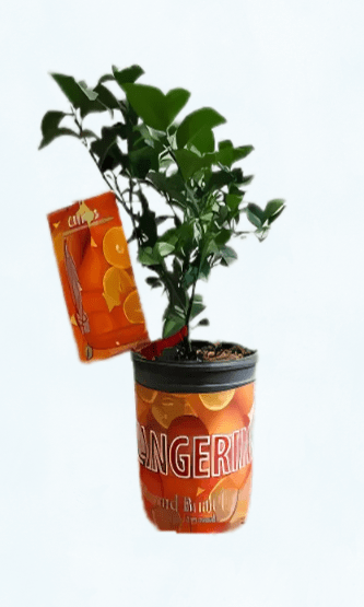 Ponkan Tangerine - Satellite Garden Centre