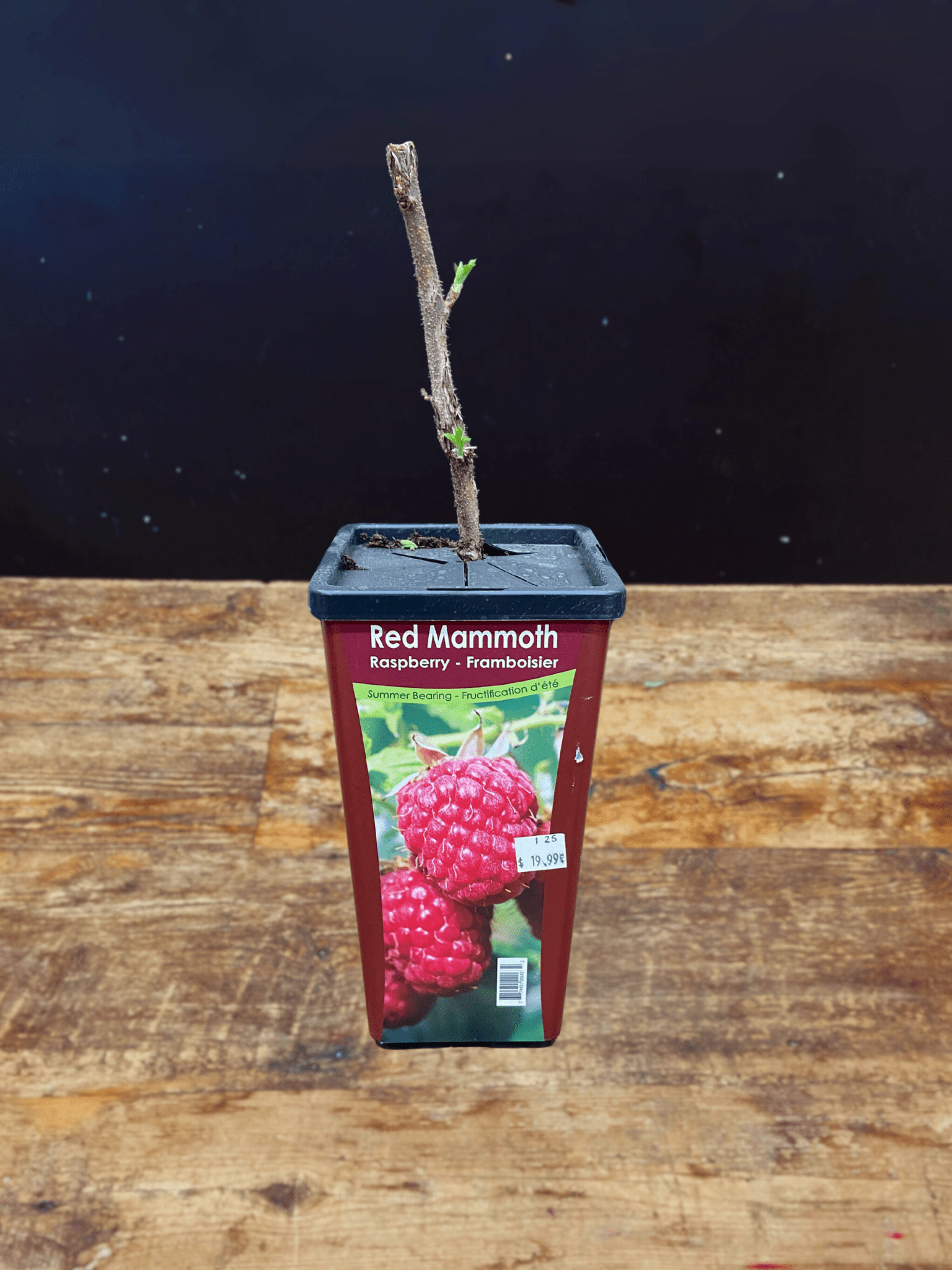 Red Mammoth Raspberry - Satellite Garden Centre