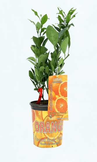 Red Naval Orange - Satellite Garden Centre