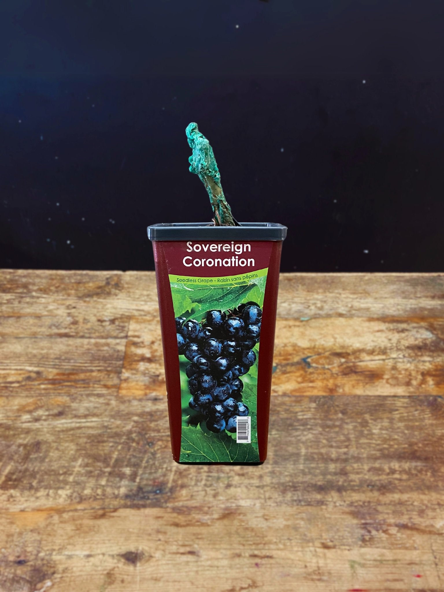 Sovereign Coronation - Satellite Garden Centre