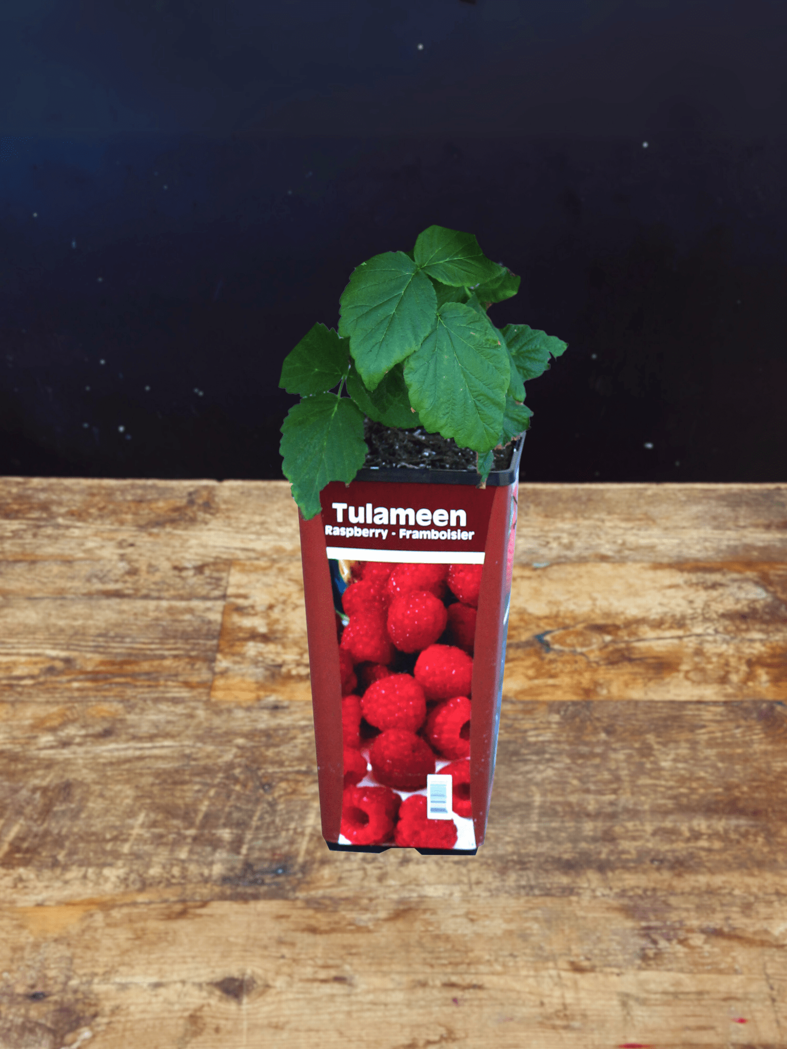 Tulameen Raspberry - Satellite Garden Centre