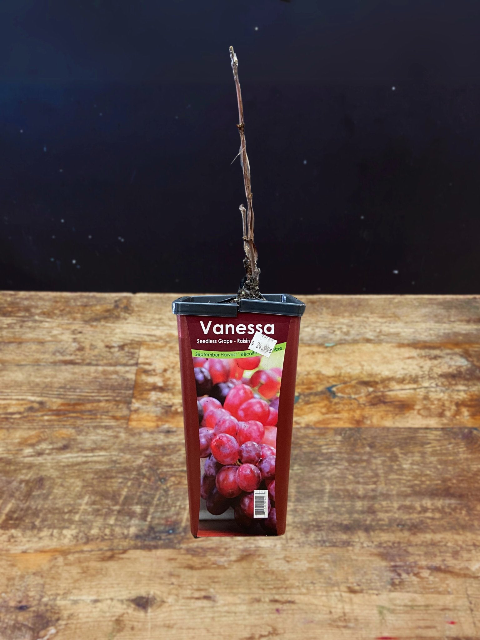 Vanessa Seedless Grape - Satellite Garden Centre