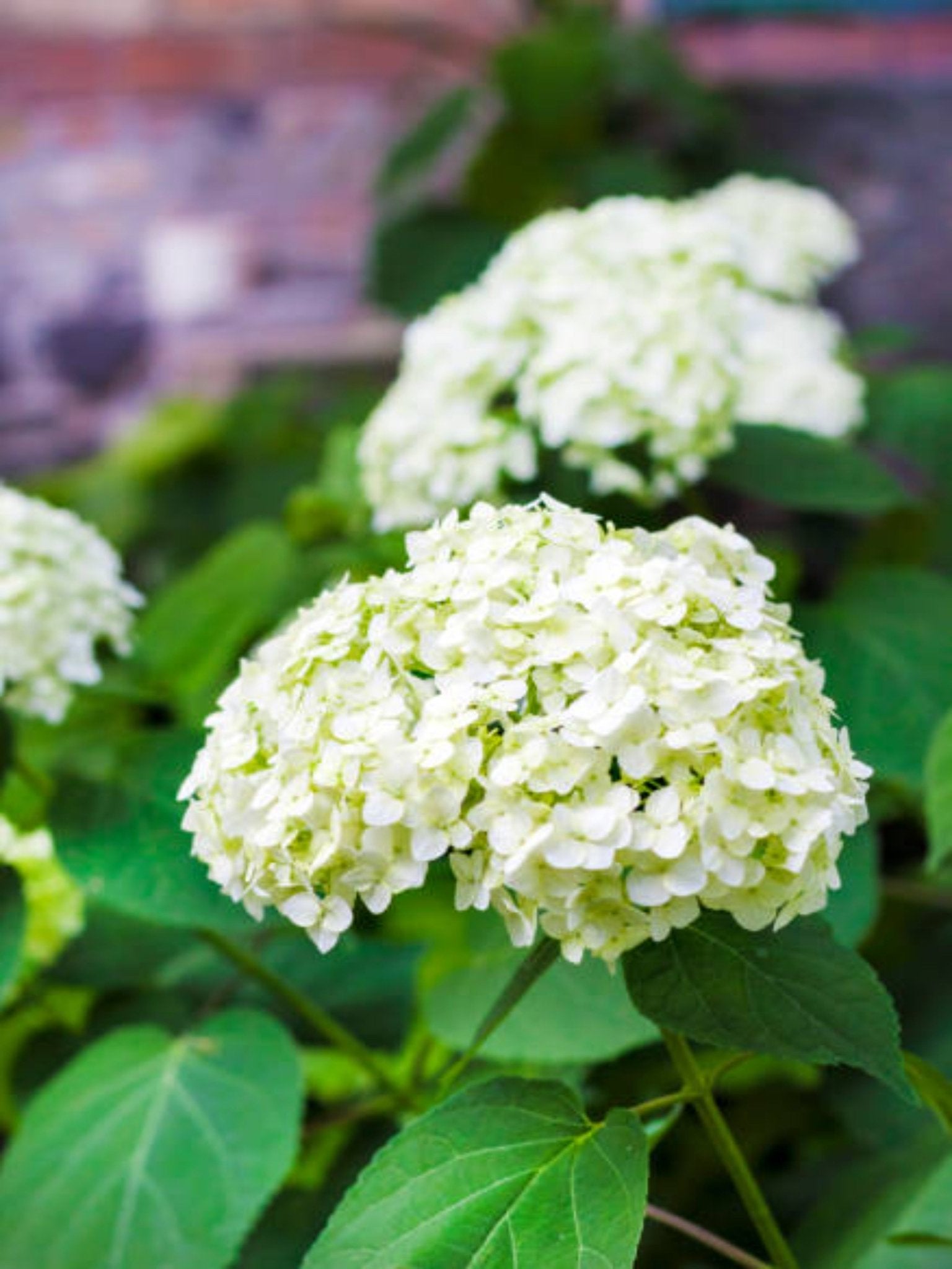 Annabelle - Satellite Garden Centre