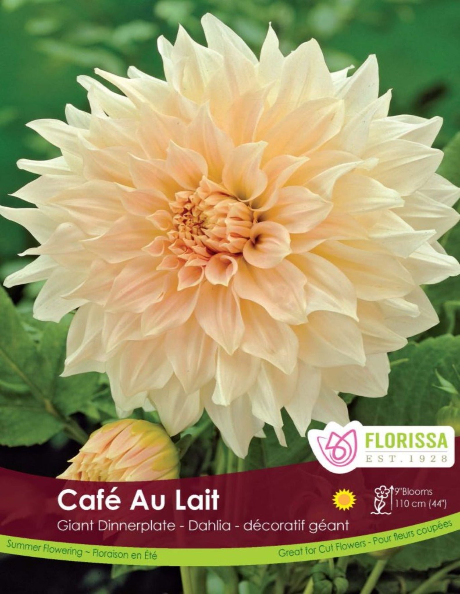 Dahlia Café Au Lait - Satellite Garden Centre