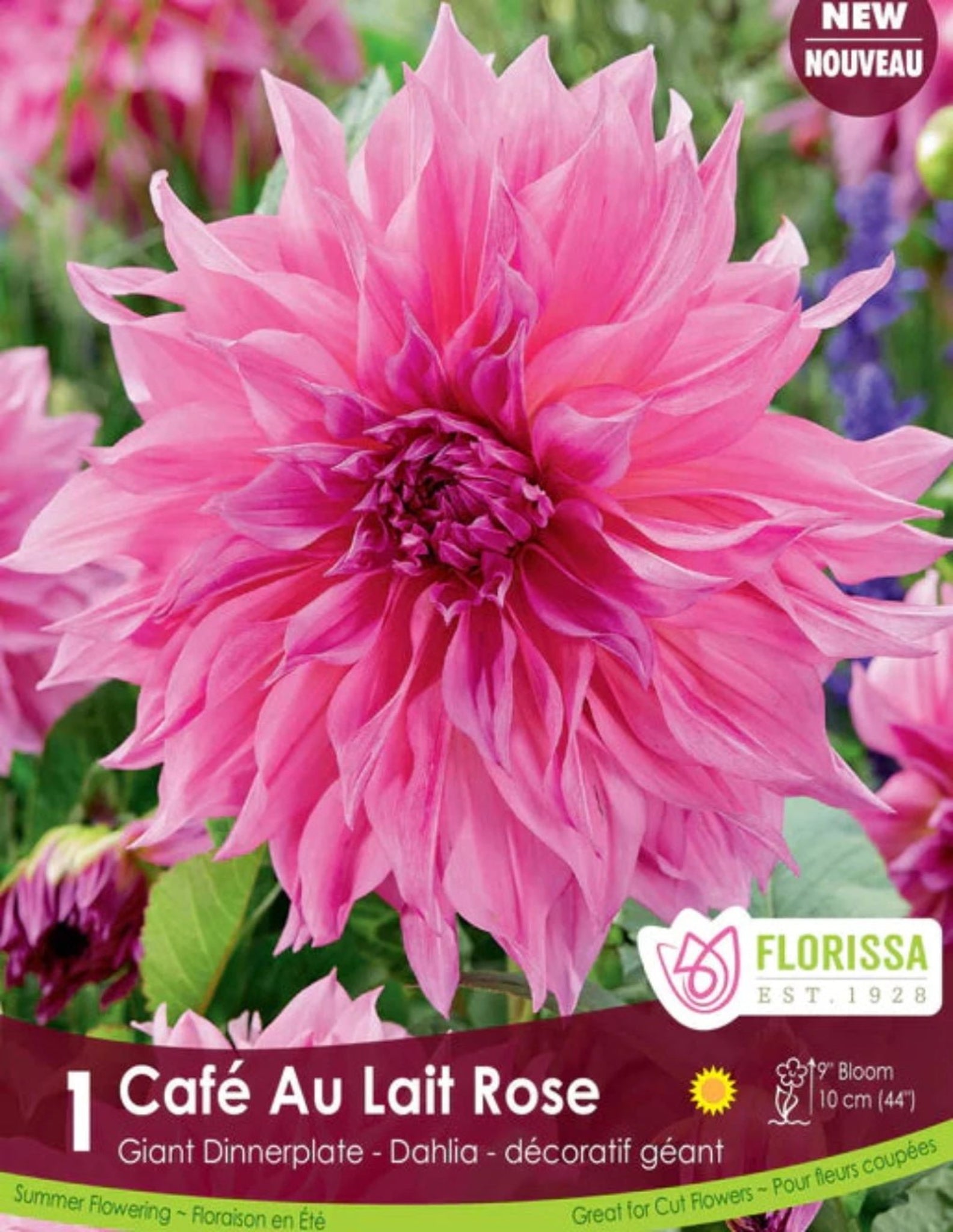 Dahlia Café Au Lait Rose - Satellite Garden Centre