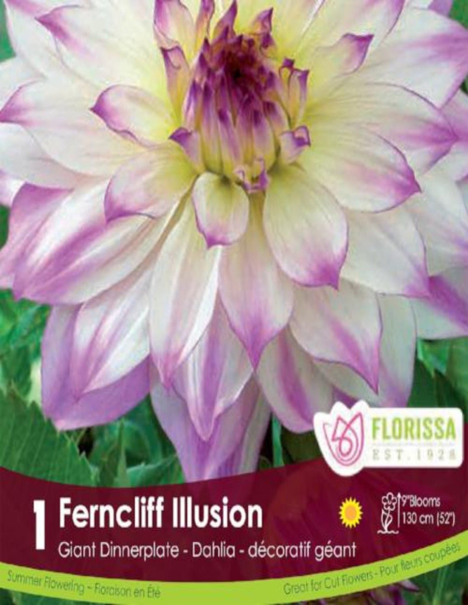 Dahlia Ferncliff Illusion - Satellite Garden Centre