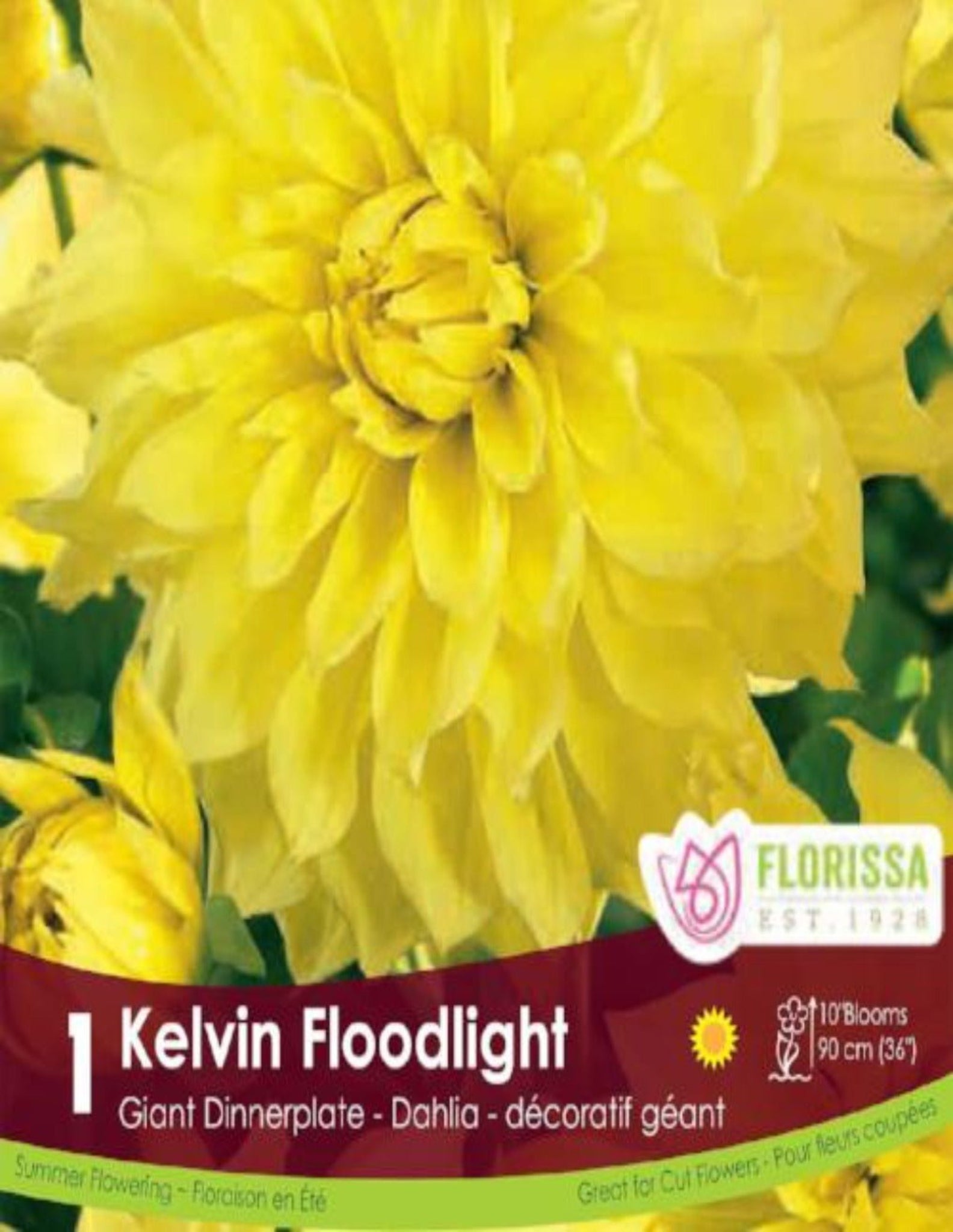 Dahlia Kelvin Floodlight - Satellite Garden Centre