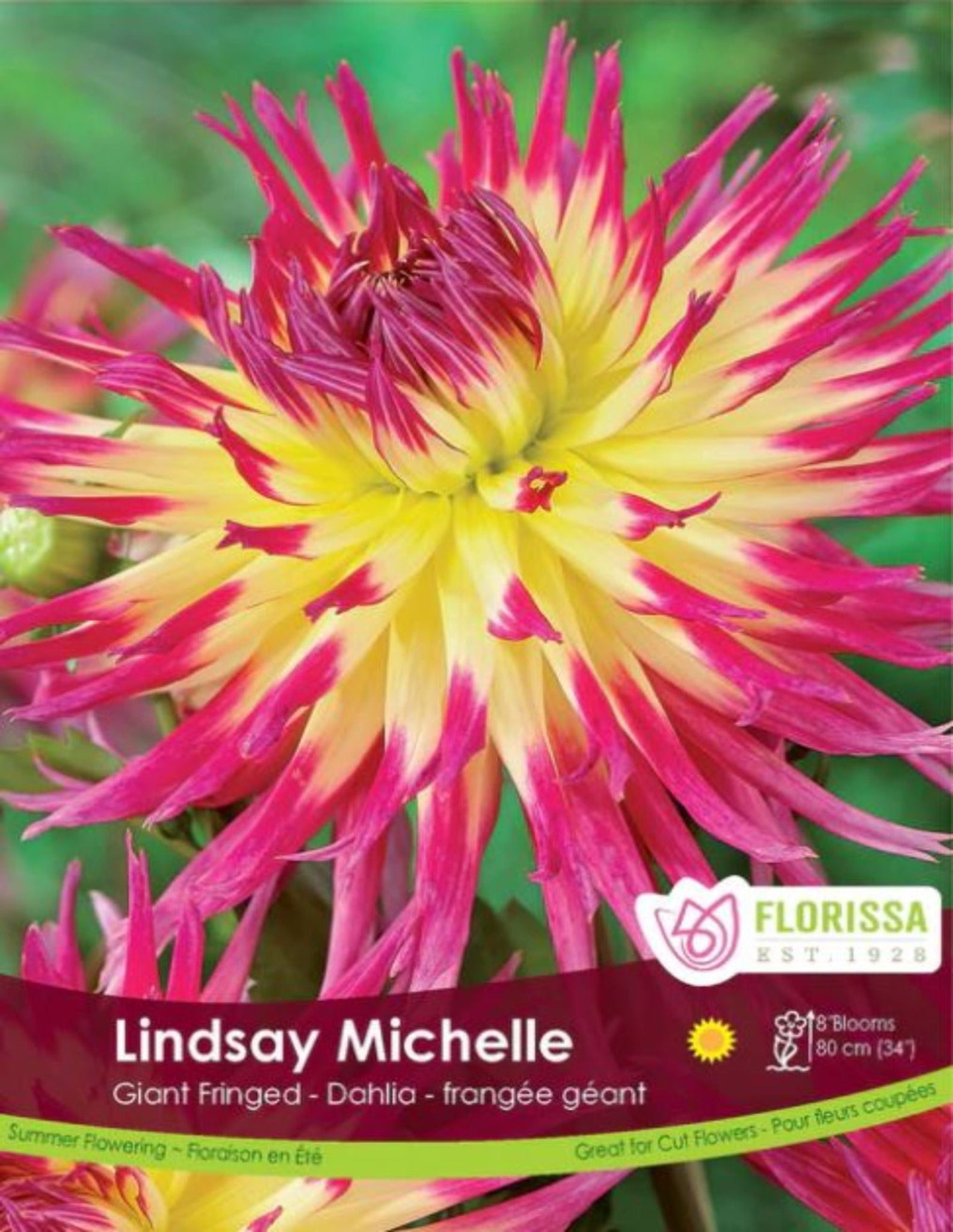 Dahlia Lindsay Michelle - Satellite Garden Centre