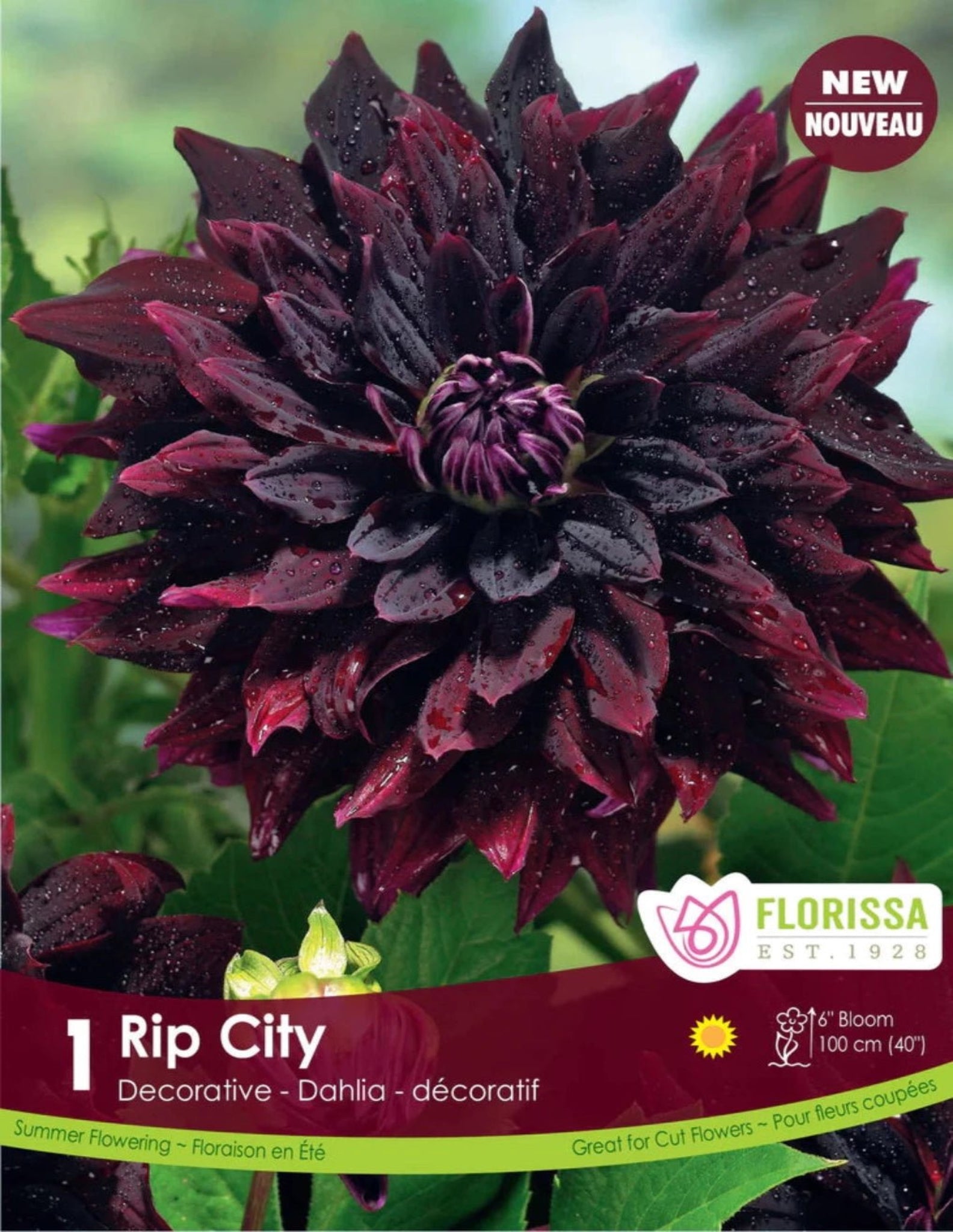 Dahlia Rip City - Satellite Garden Centre