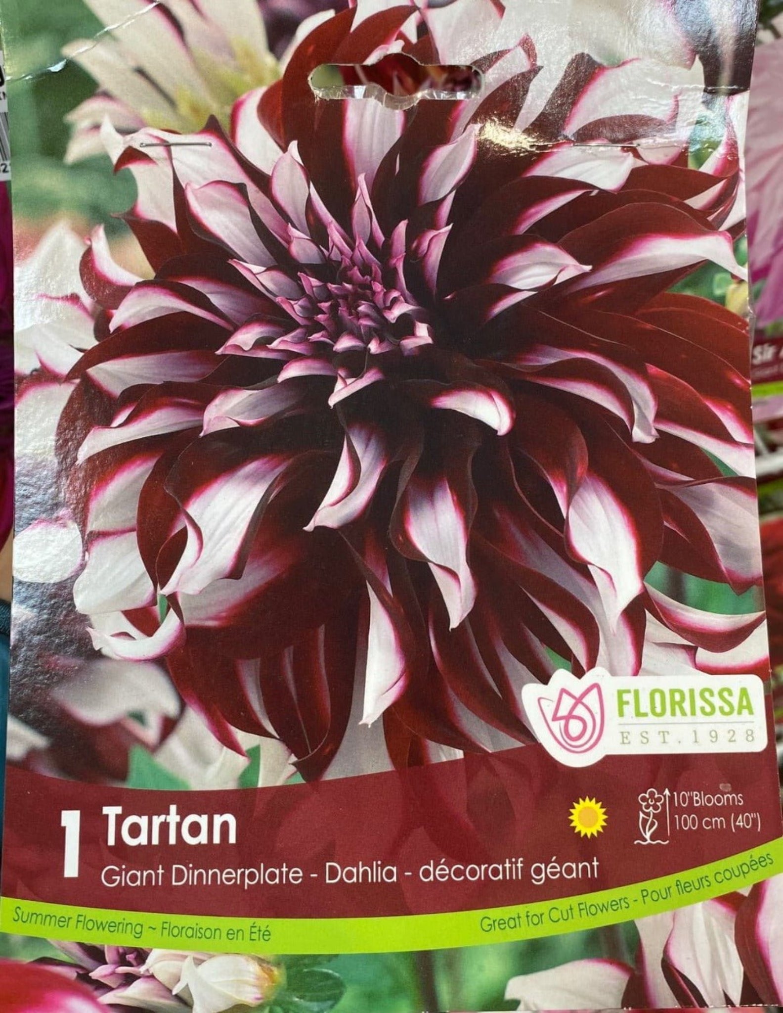 Dahlia Tartan - Satellite Garden Centre