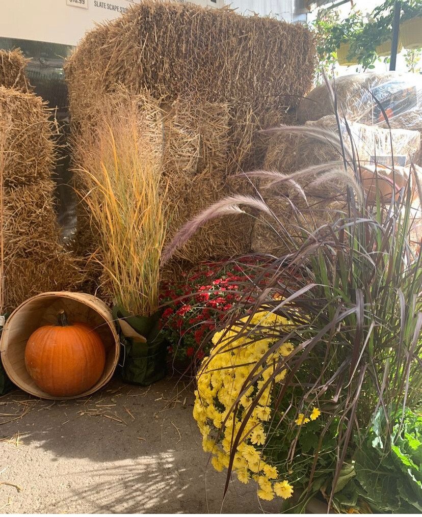 Gallery #71 - Satellite Garden Centre