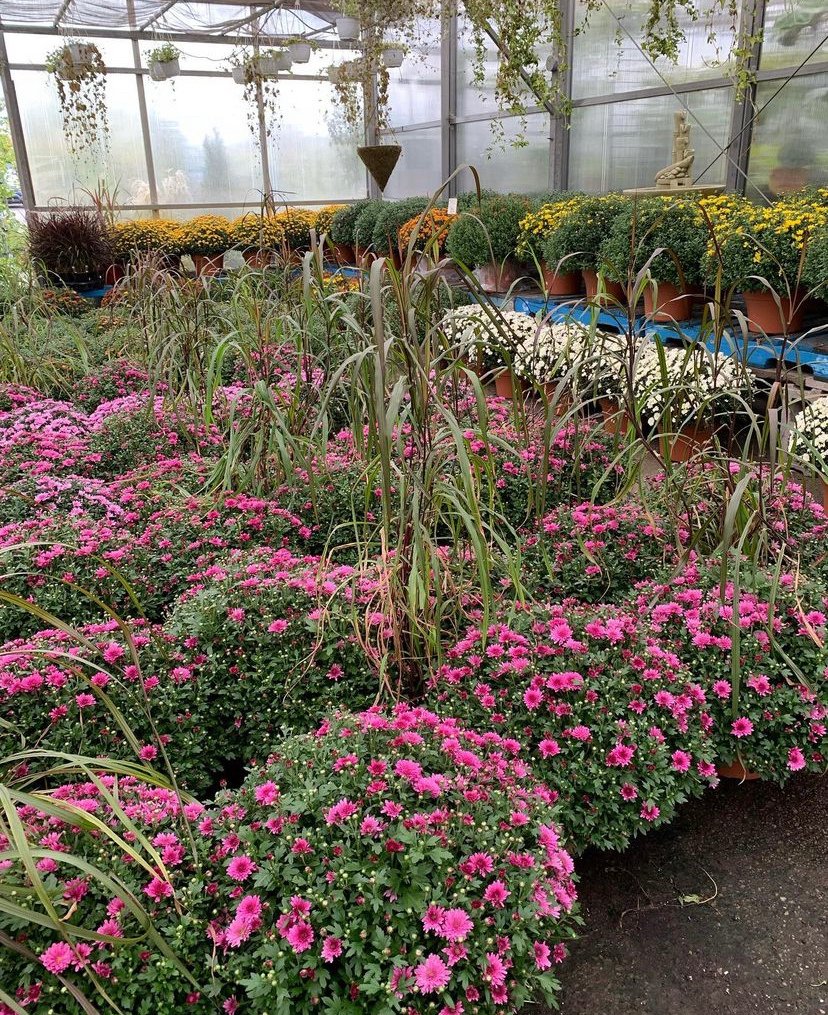 Gallery #73 - Satellite Garden Centre