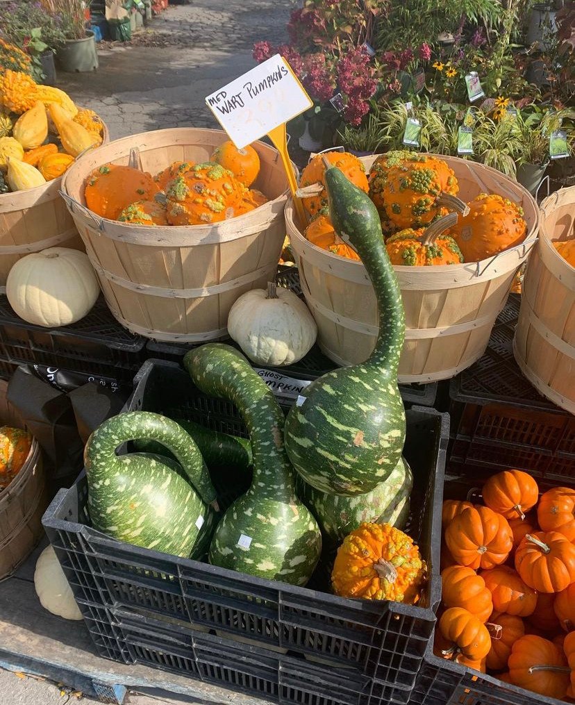 Gallery #75 - Satellite Garden Centre
