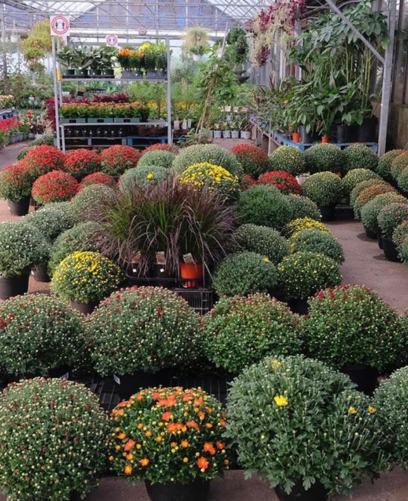 Gallery #78 - Satellite Garden Centre