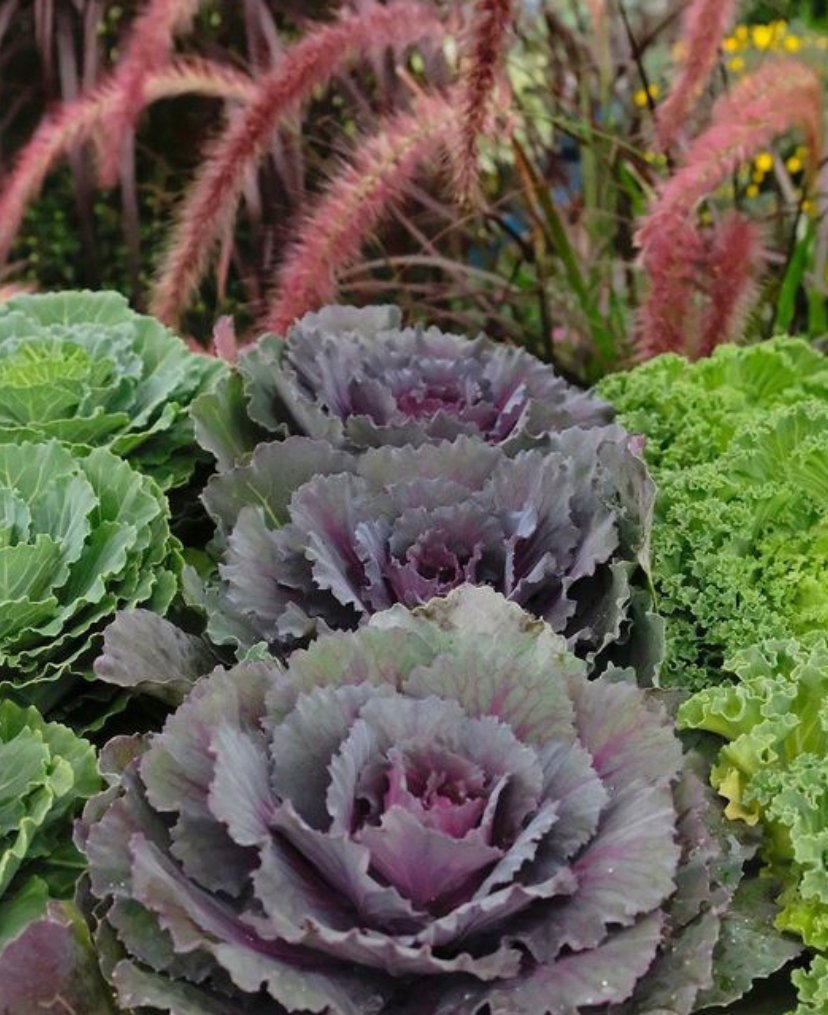 Gallery #80 - Satellite Garden Centre