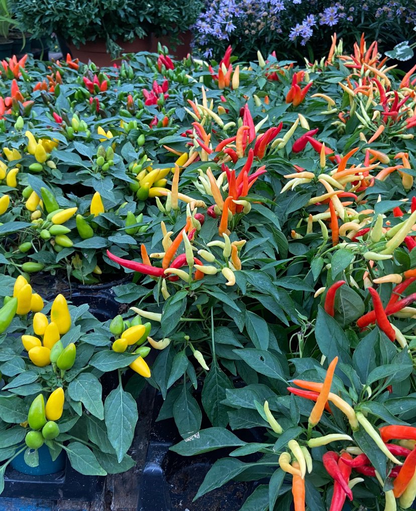 Gallery #81 - Satellite Garden Centre
