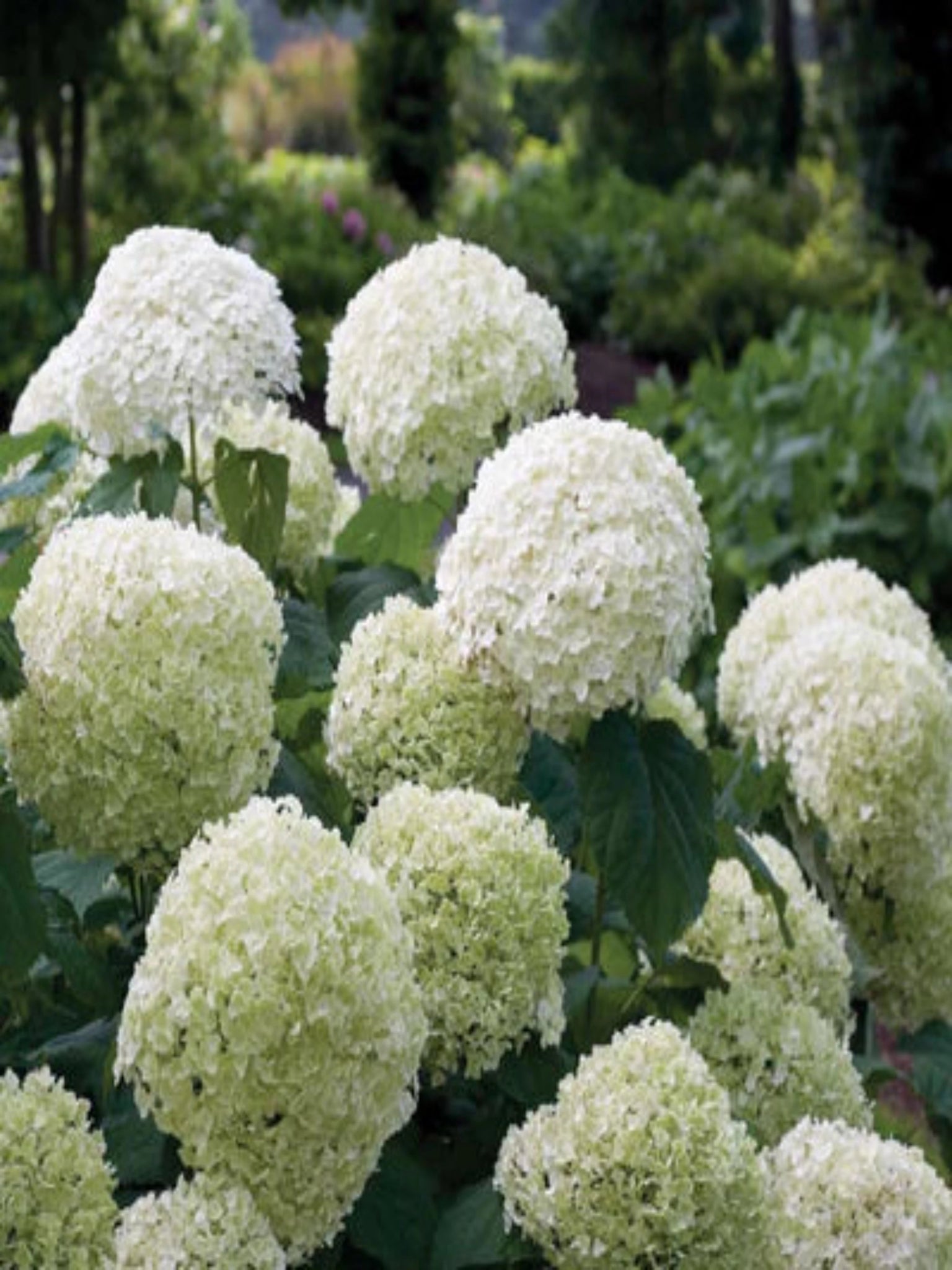 Incrediball - Satellite Garden Centre
