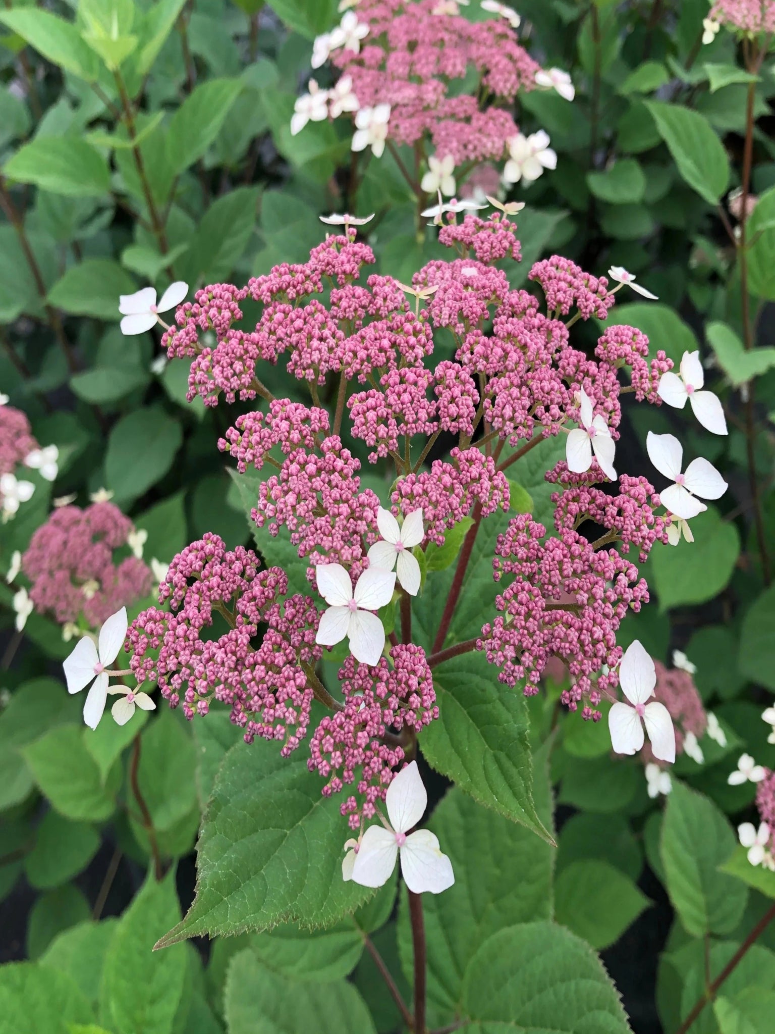 Invincibelle Lace - Satellite Garden Centre