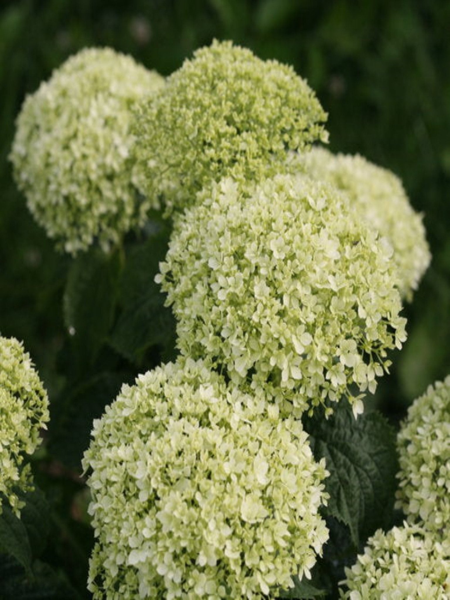 Invincibelle Limetta - Satellite Garden Centre